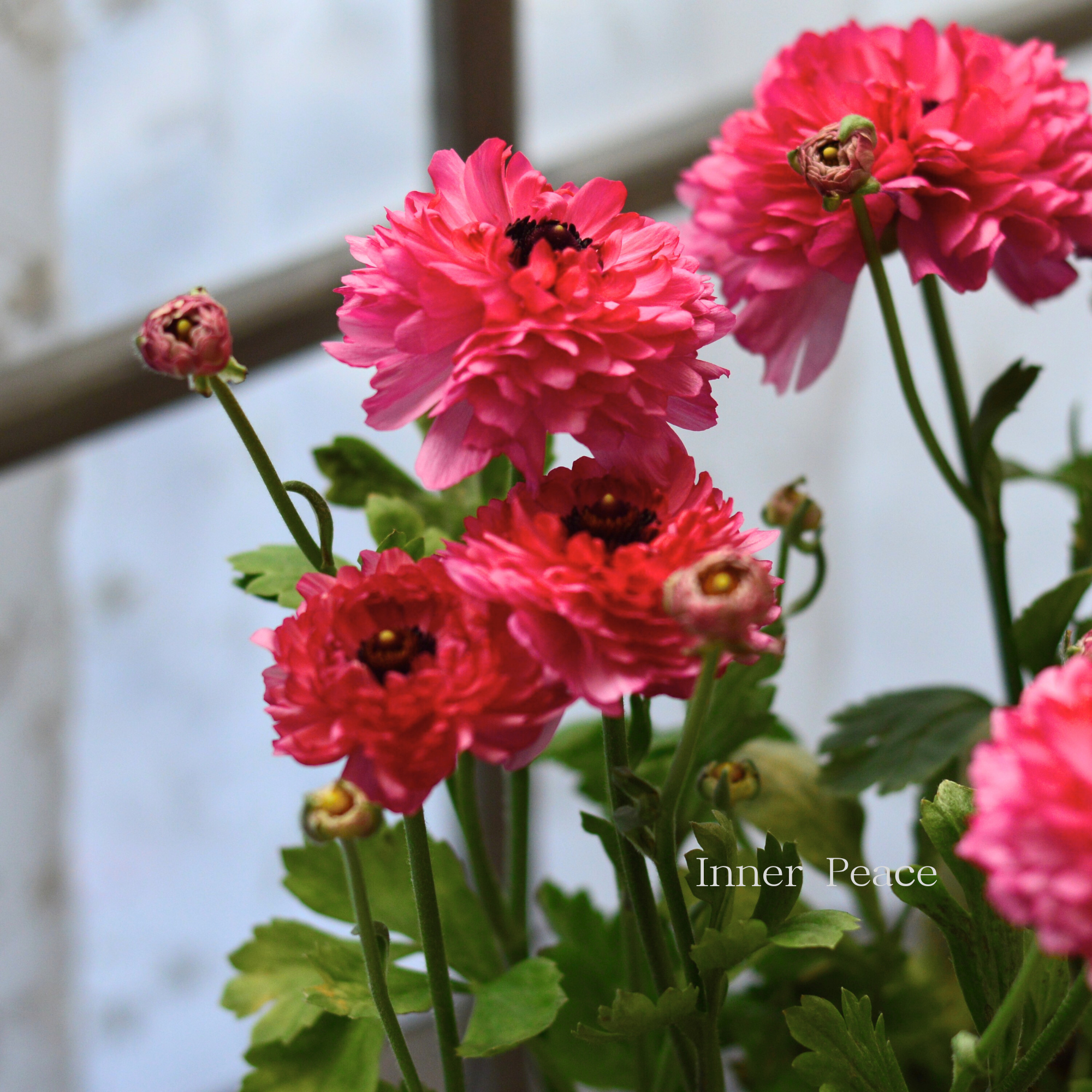 【豪華】 ラナンキュラス （ミックス）『ピンク系』　3.5寸ロングPOT