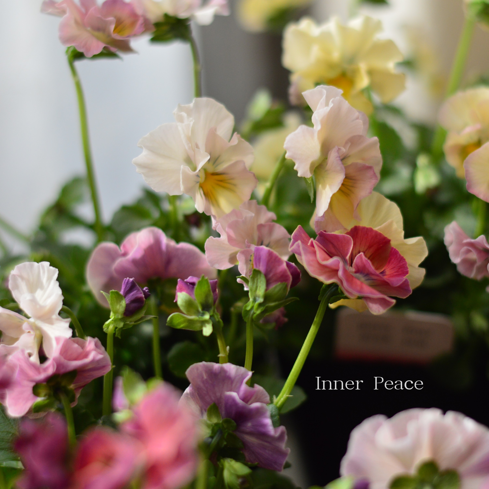 【ハルグリンさん】 ビオラ　『プティフール・ピンクジャム』　　3寸POT