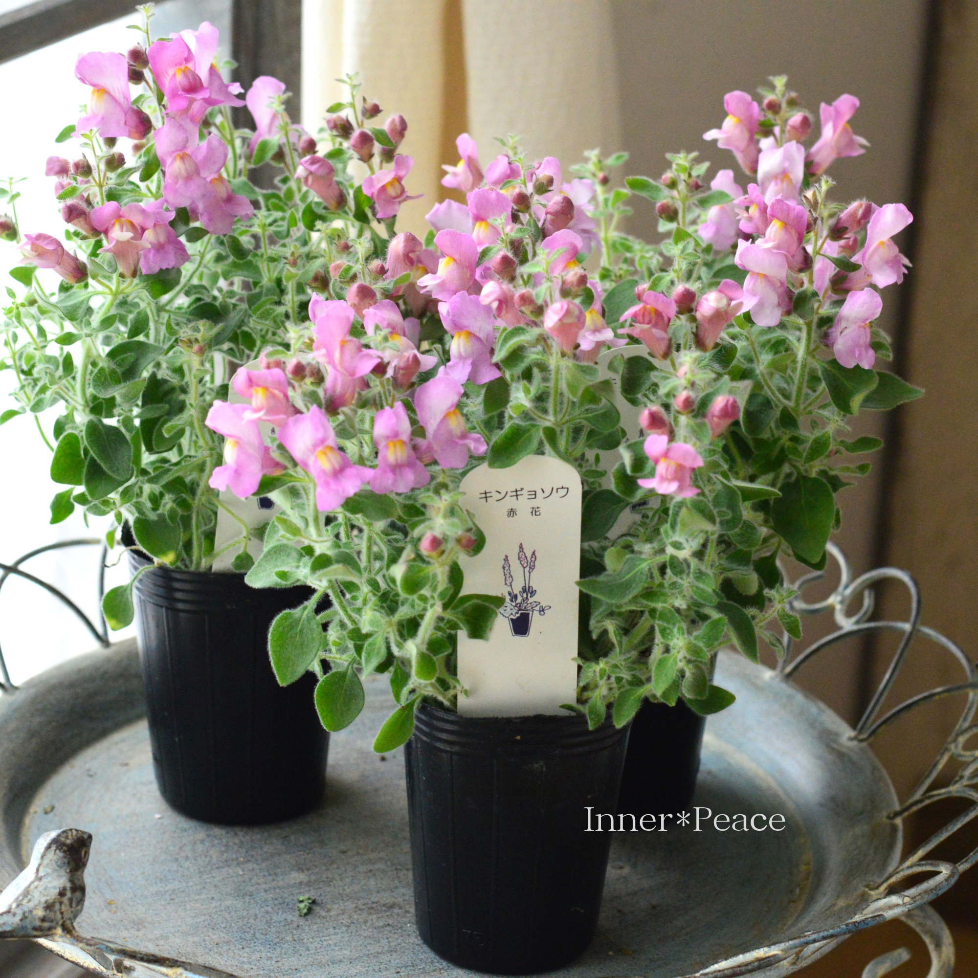 【ふわふわ】 キンギョソウ 『赤花』　2.5寸POT