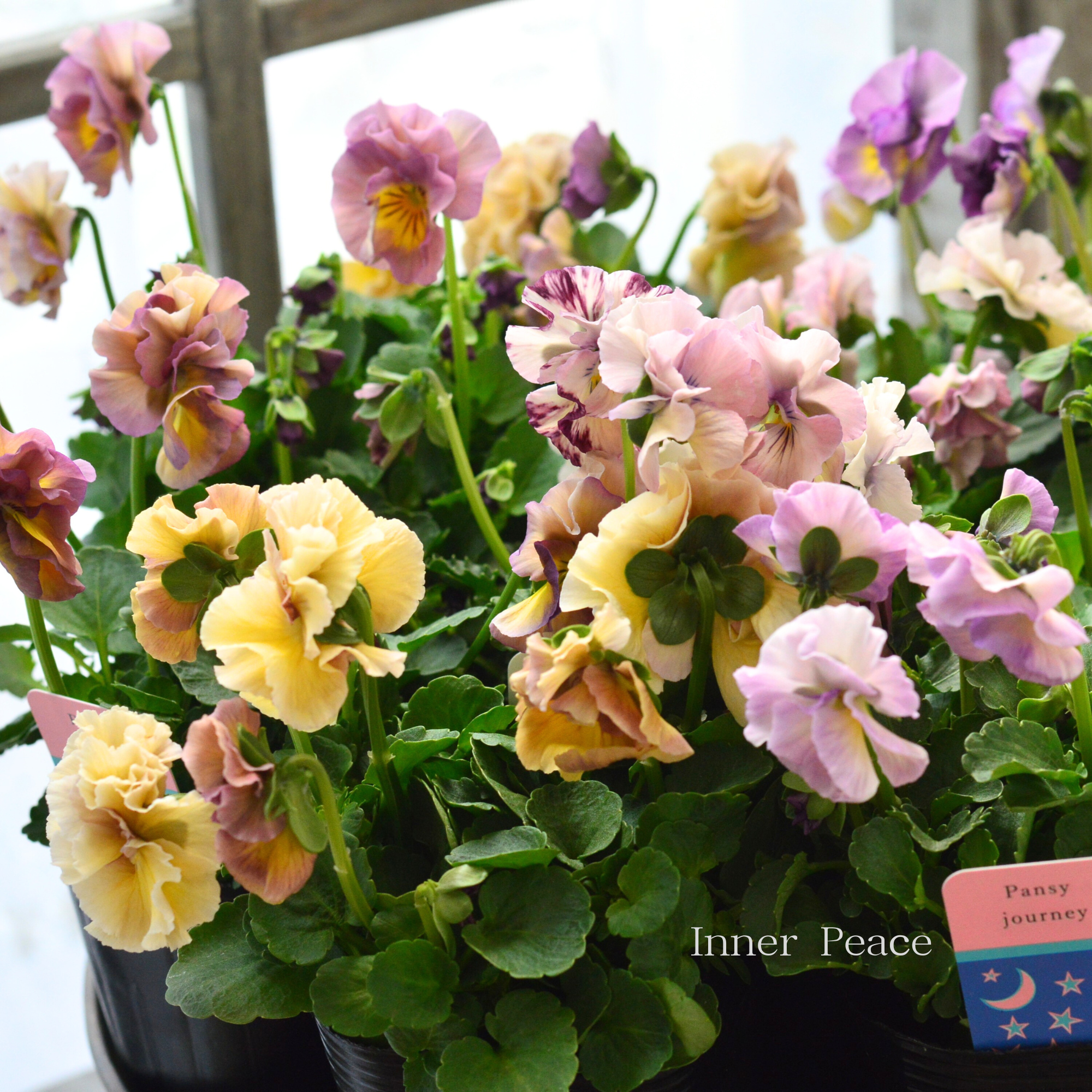 【ハルグリンさん】新品種 パンジー　『ジャーニー』   　3寸POT