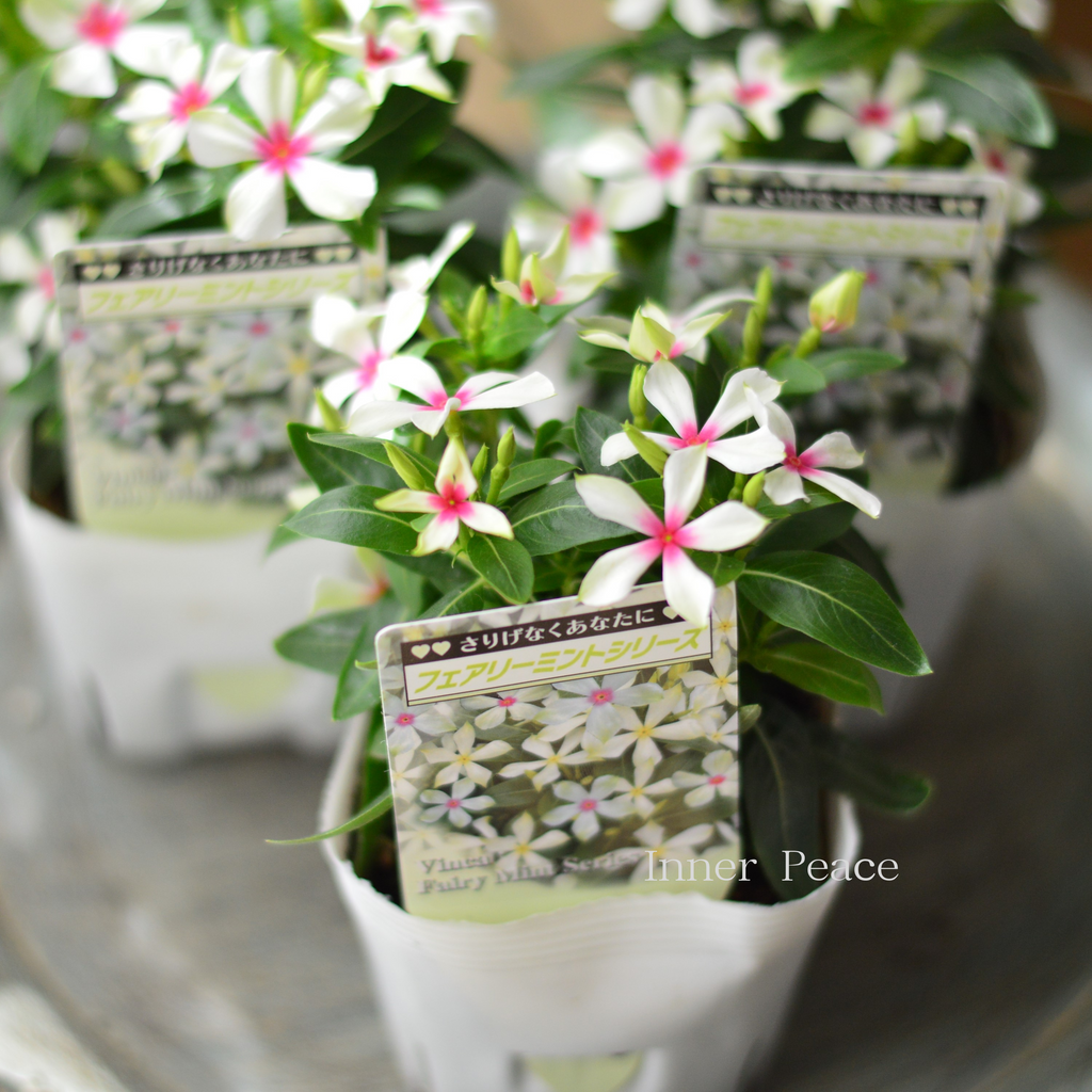 48b40e1911fdbd1781e8f5238c8fd3