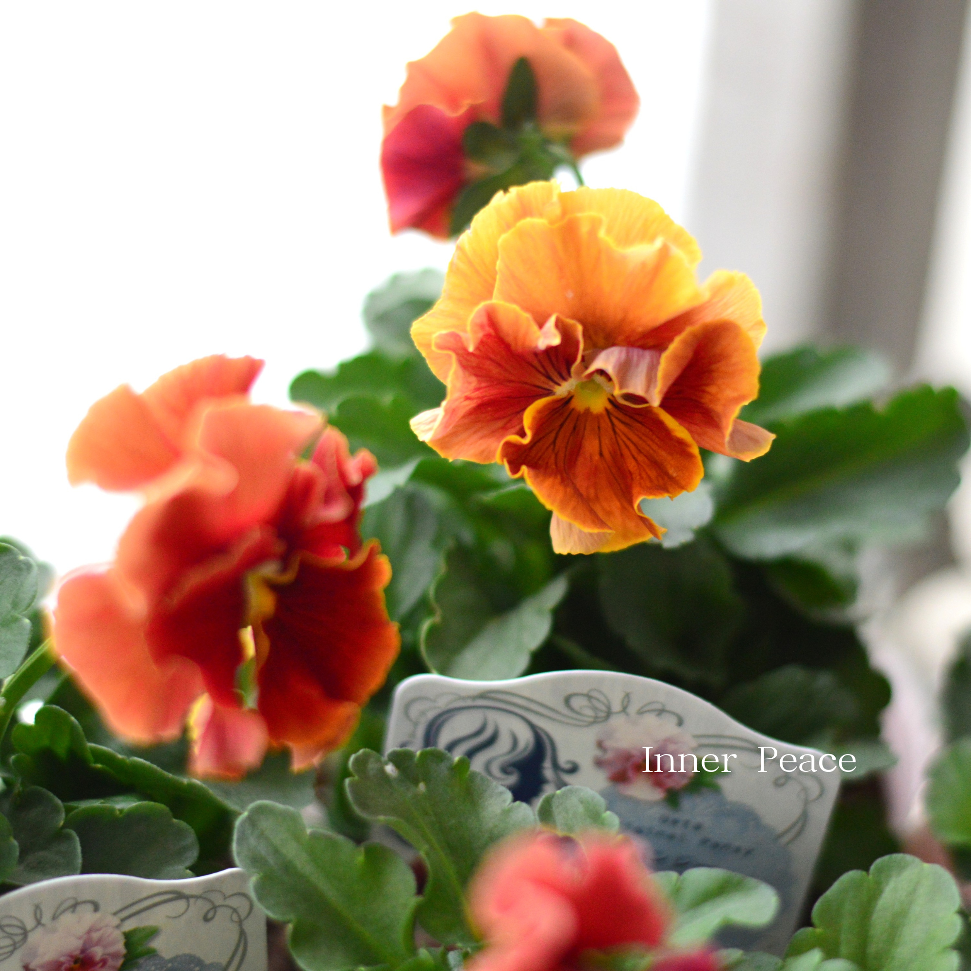 【うえたさん育種】 パンジー 『マリーリーン・A』　3.5寸POT