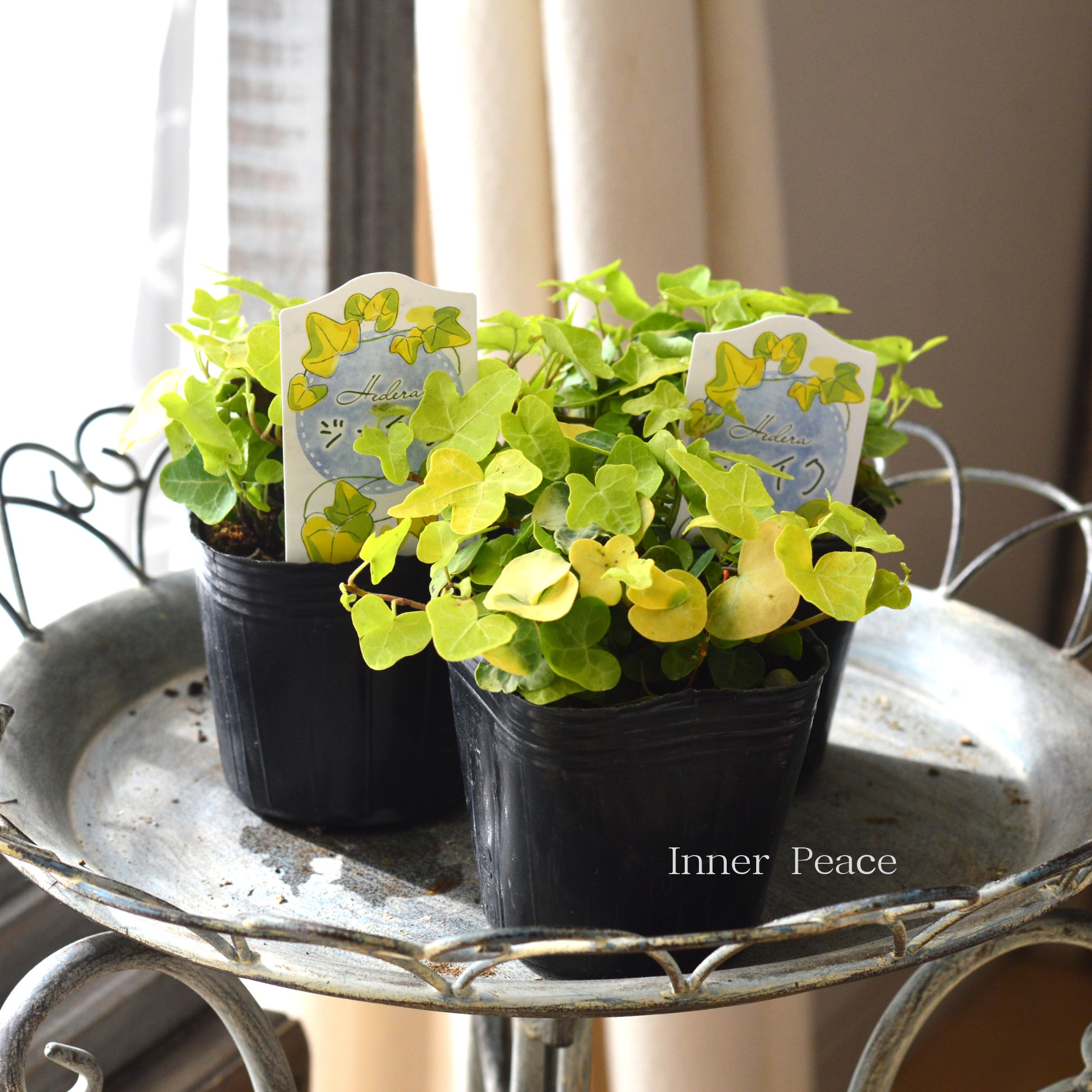 【かわいい】 ヘデラ 『ジェイク』　3寸POT