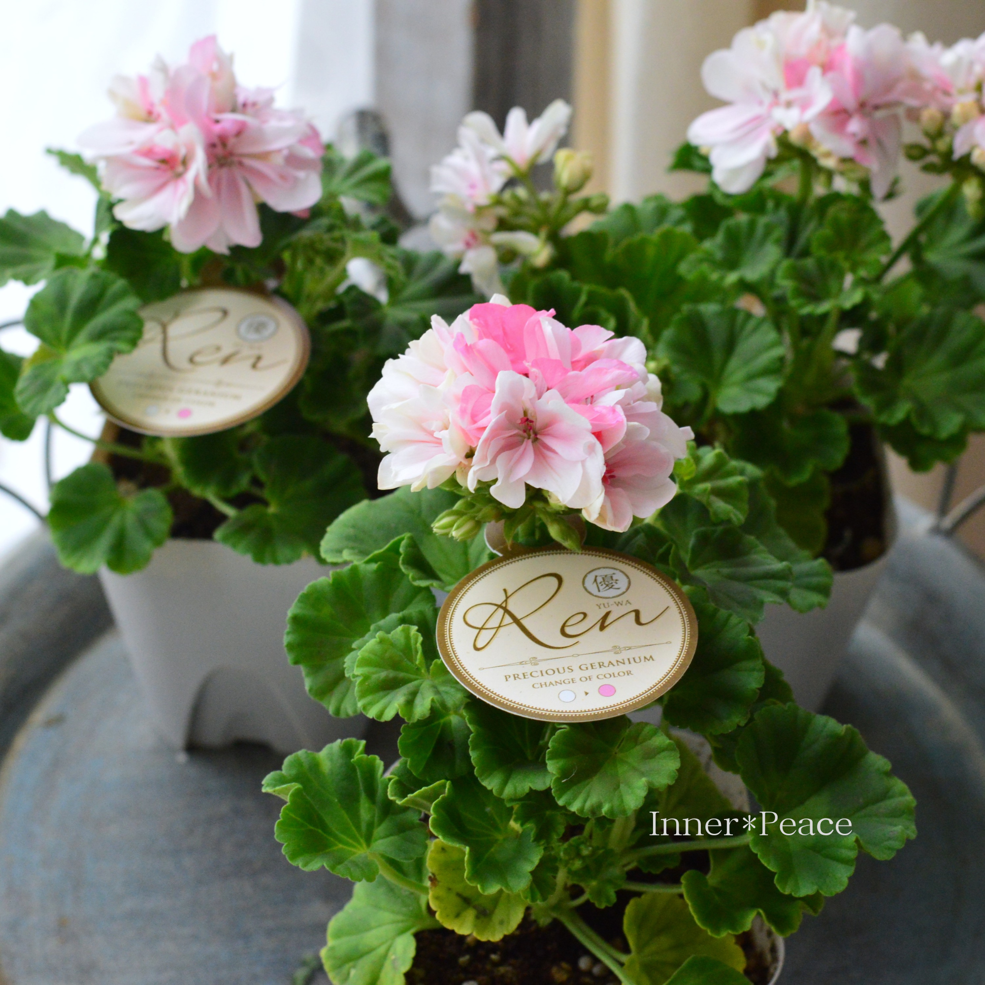 【美しい】 ゼラニウム　『Ren　～レン～』　3寸硬質POT