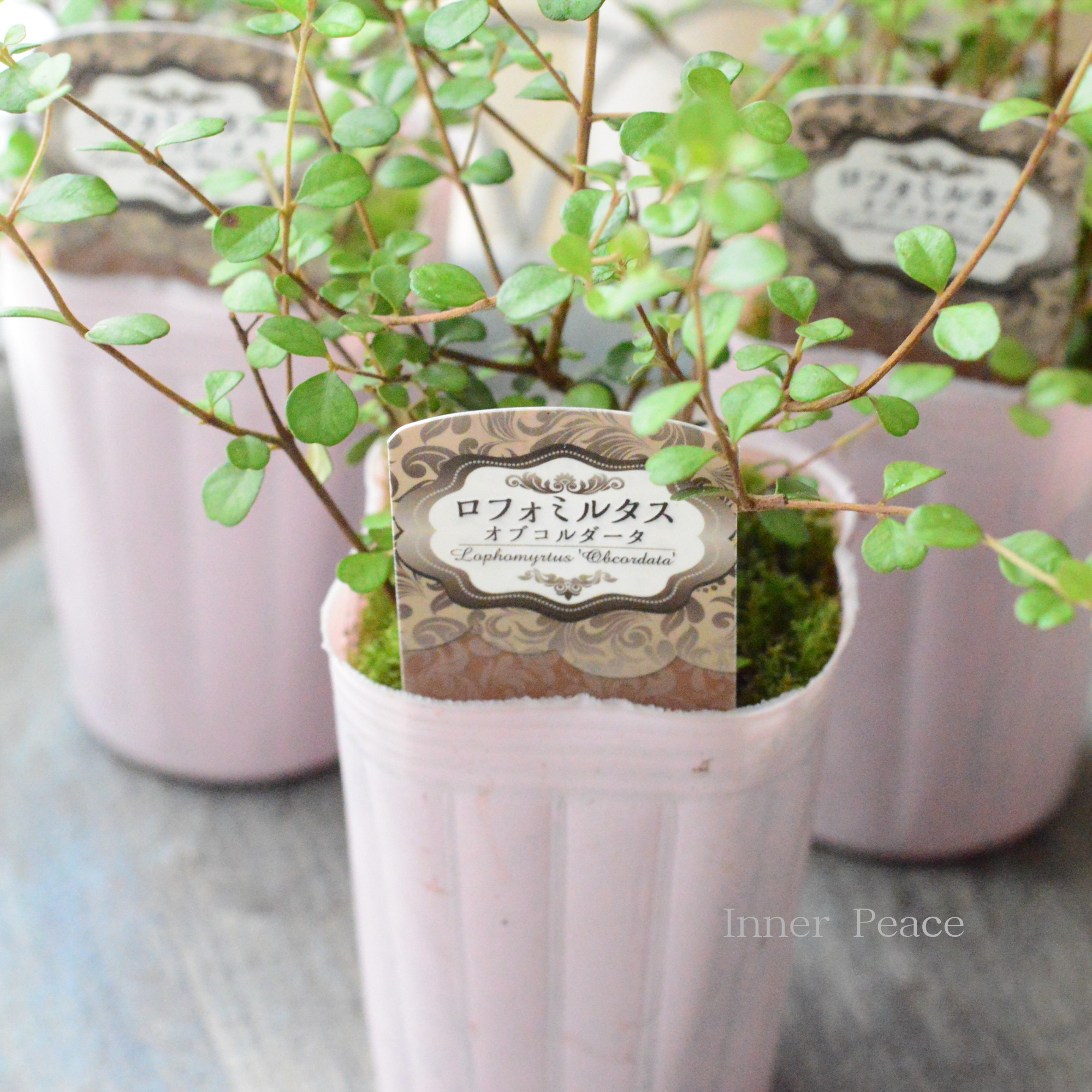 【寄せ植えに】 ロフォミルタス　『オブコルダータ』　　2.5寸ロングPOT