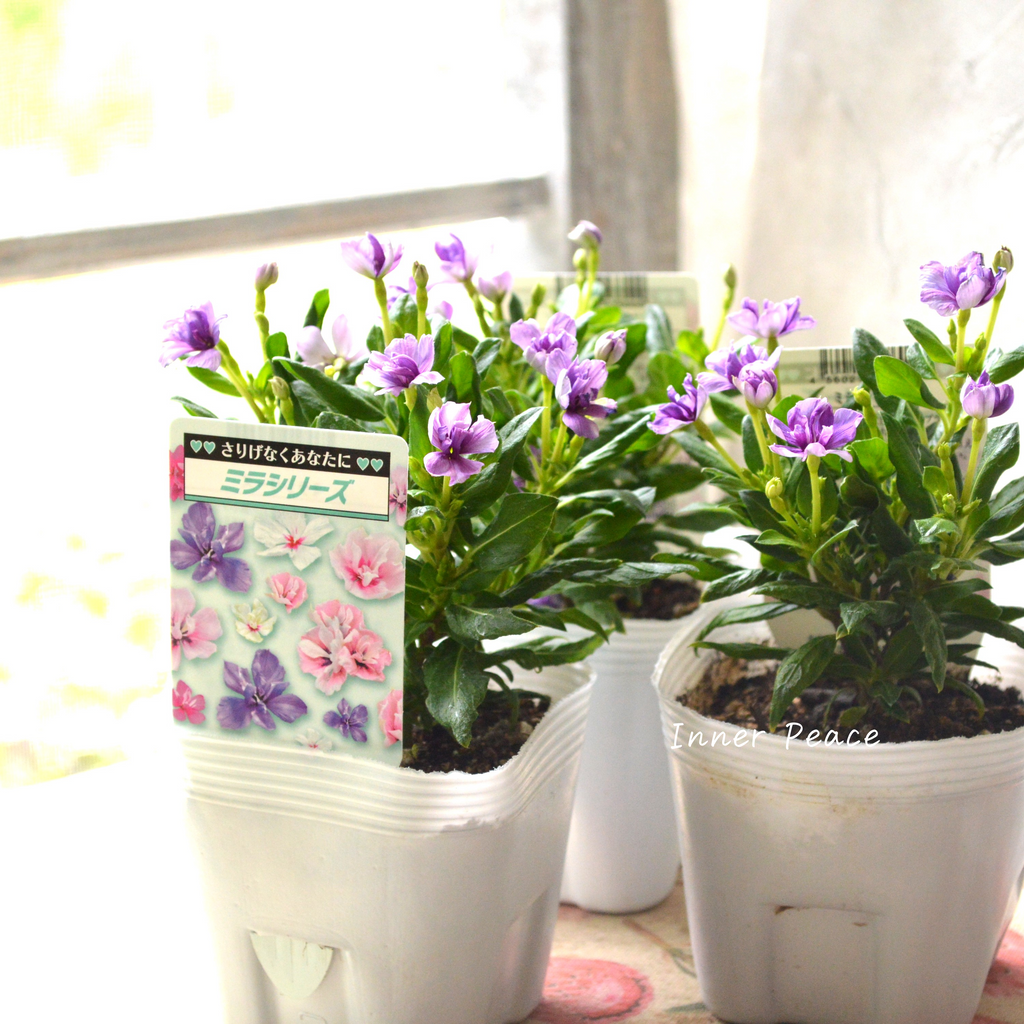 498ee3218134fe403d358b8ba52dbb