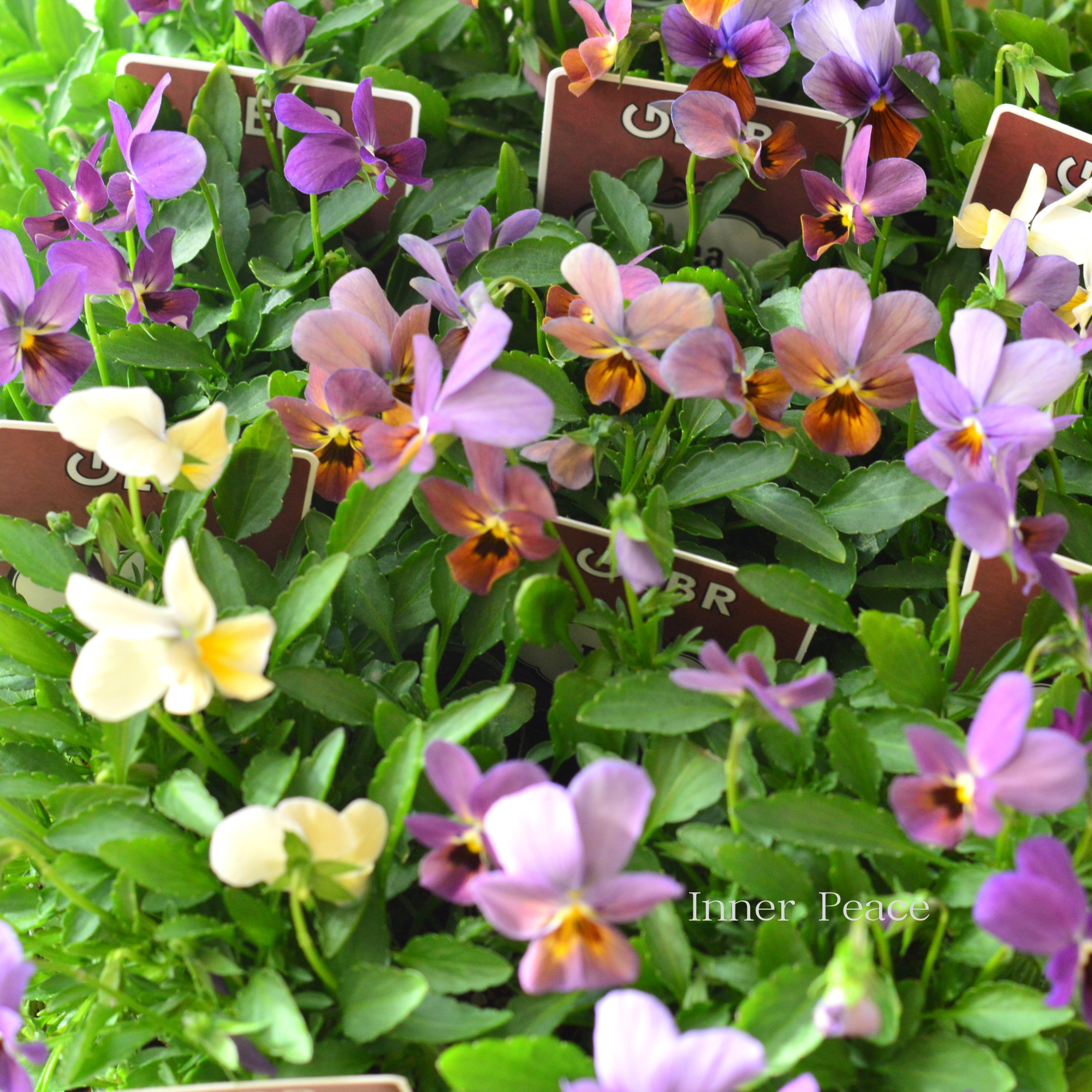 【ゲブラさん】 試験品種ビオラ　『ルナ』　3.5寸POT