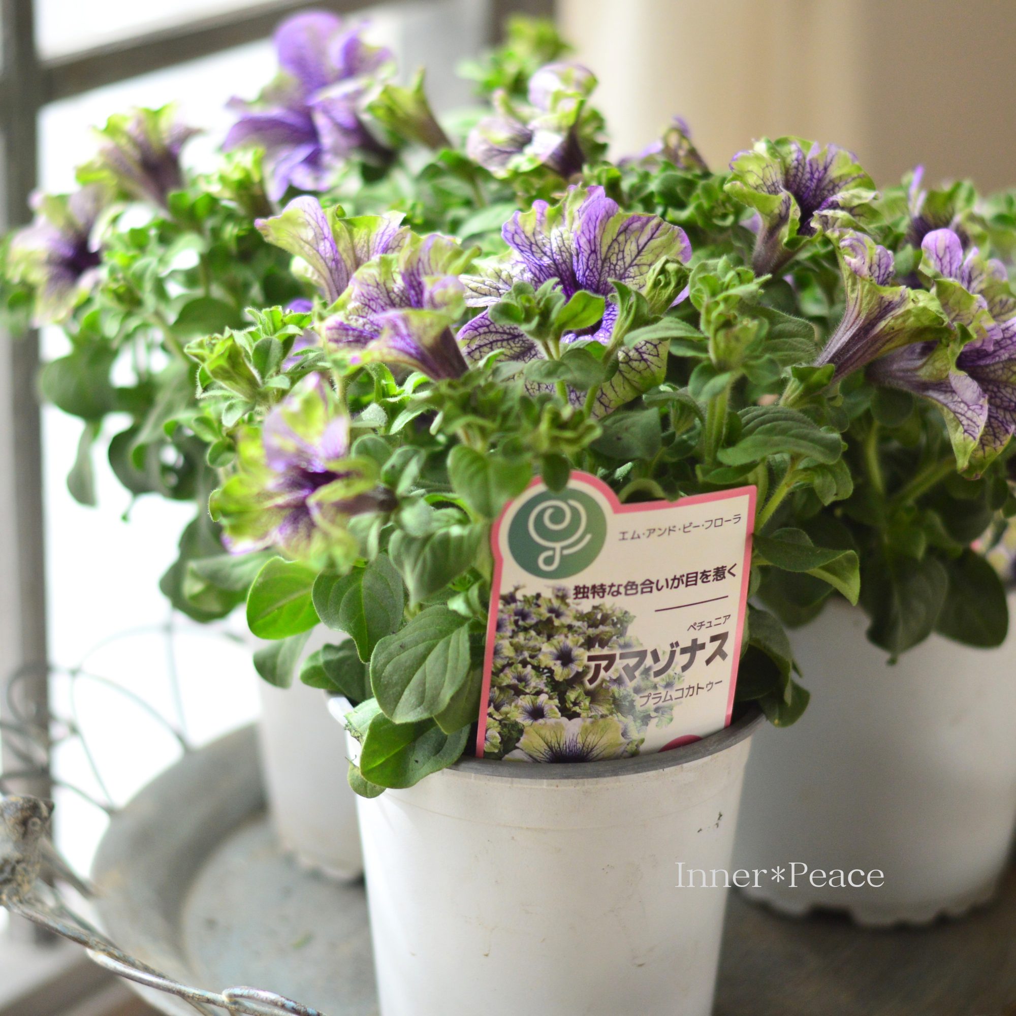 【個性的】 ペチュニア 『アマゾナス・プラムコカトゥー』　４寸POT