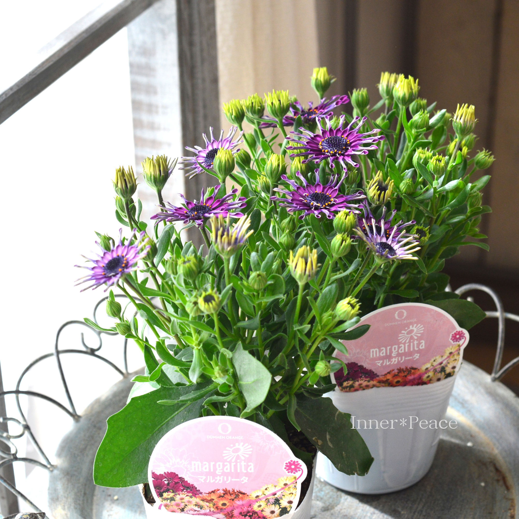 【スプーン咲き】 オステオスペルマム　『マルガリータ・パープル系』   3.5寸POT