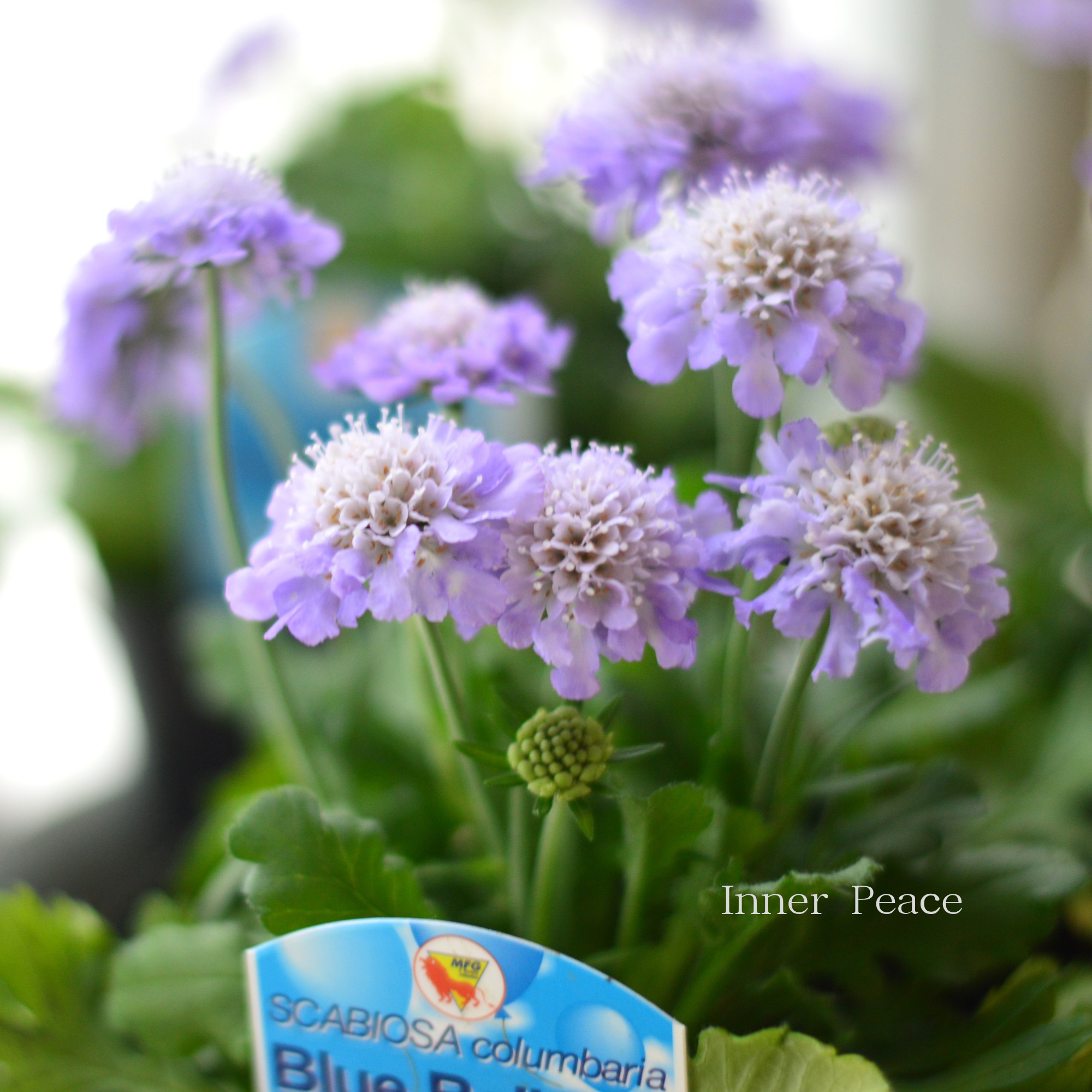 【美しい】 スカビオサ 『ブルーバルーン』　　3.5寸POT