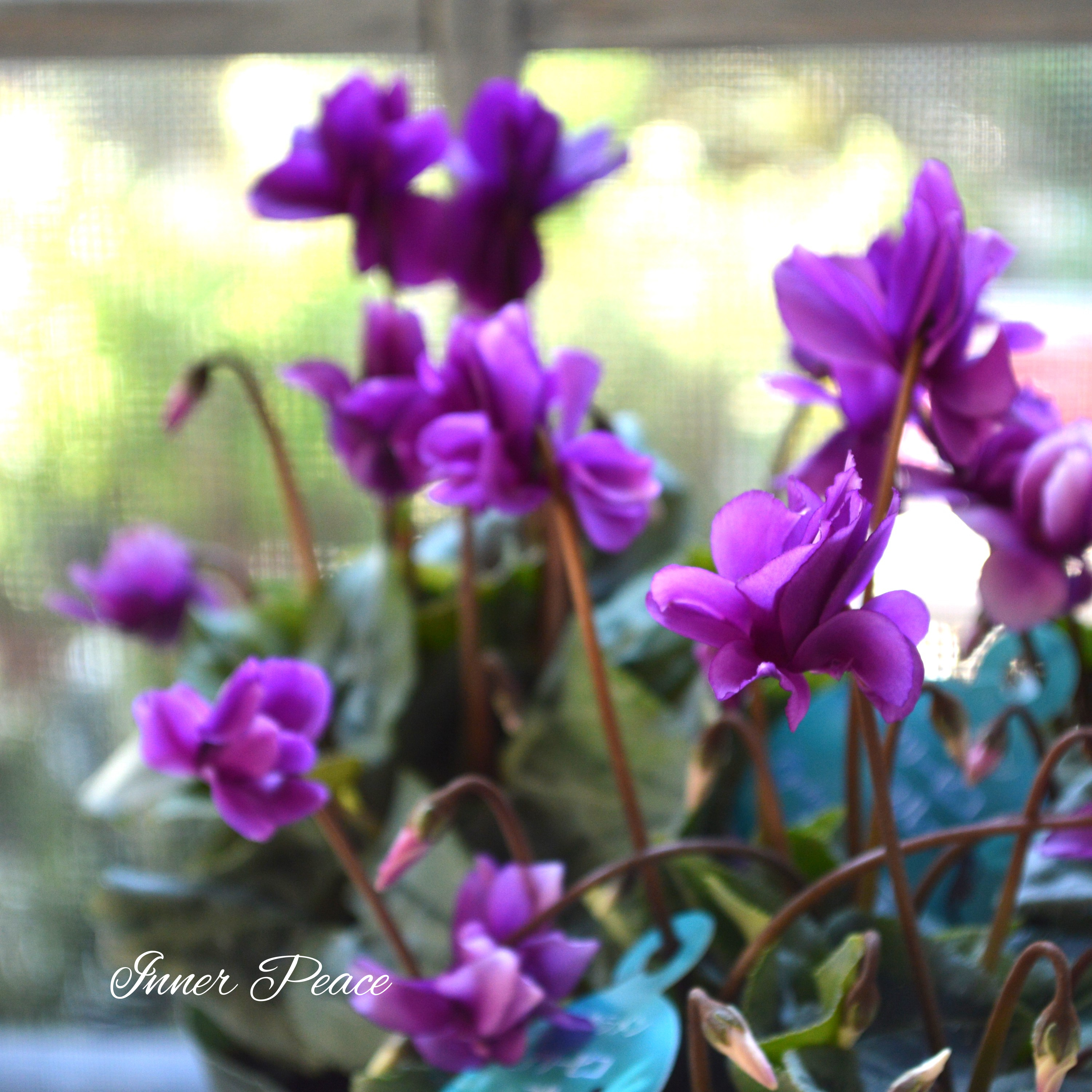 【美しい】 八重咲きミニシクラメン　フェアリーピコ　ブルー『花色A』　3.5寸POT