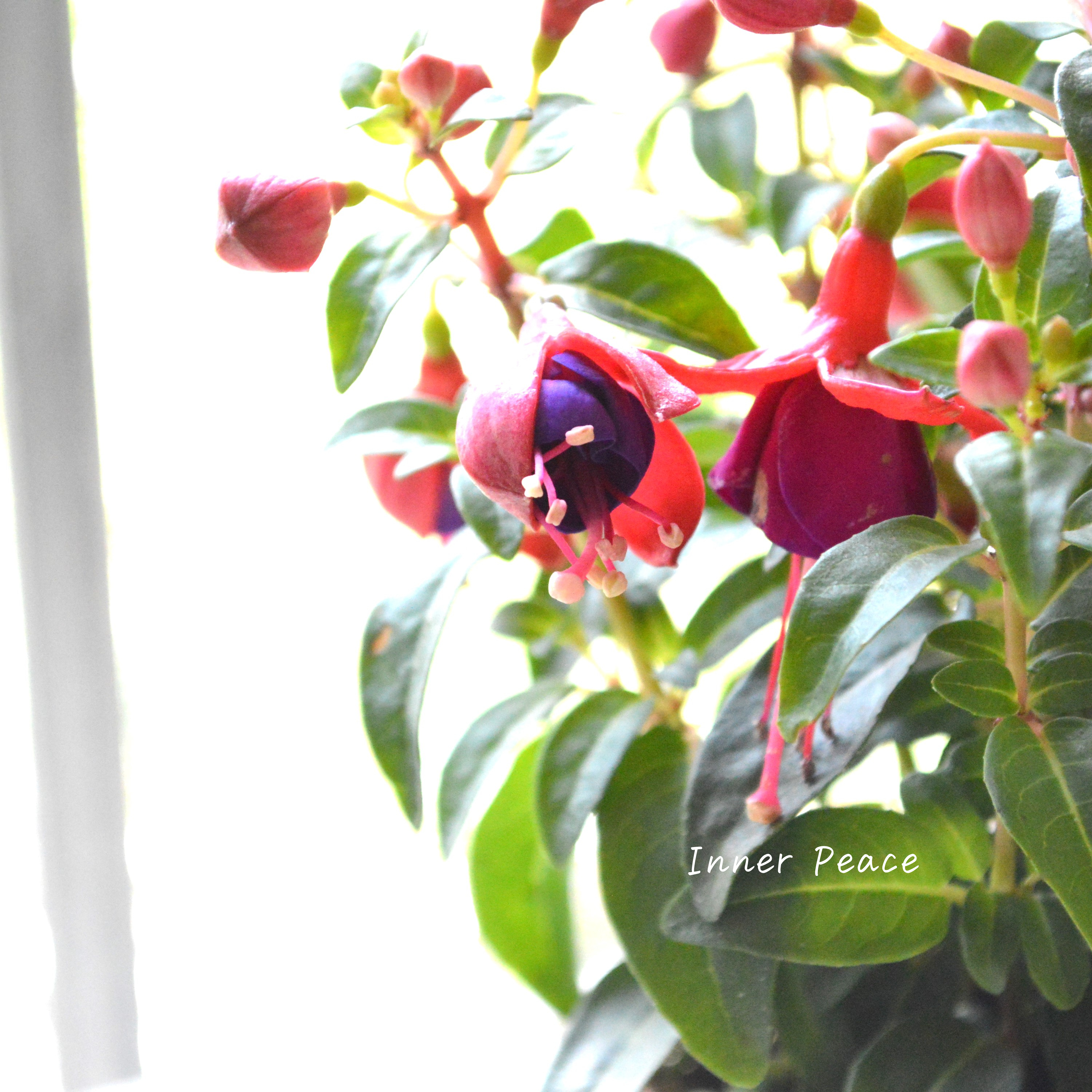 【大人かわいい】 フクシア 『ベラ・赤×紫』　3.5寸POT