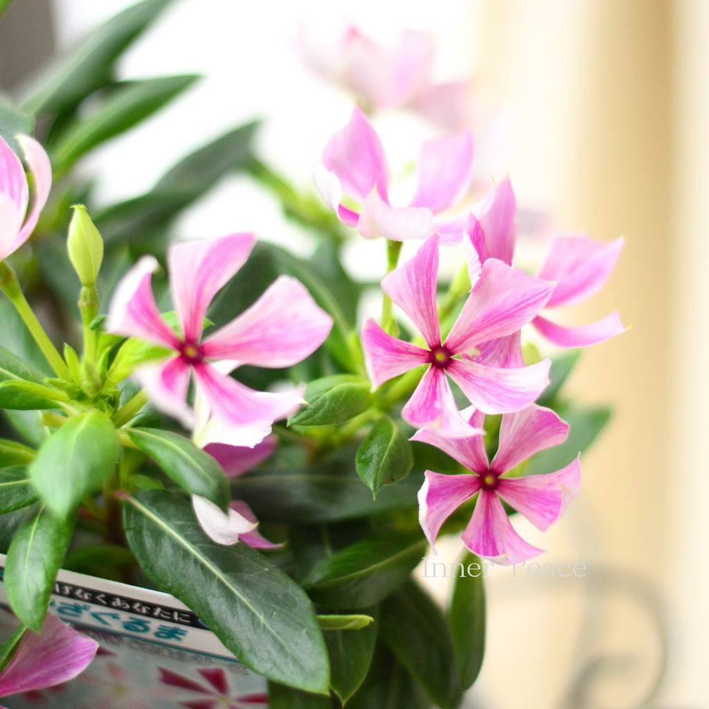 北島園芸さん】 ニチニチソウ 『かざぐるま』 3.5寸POT