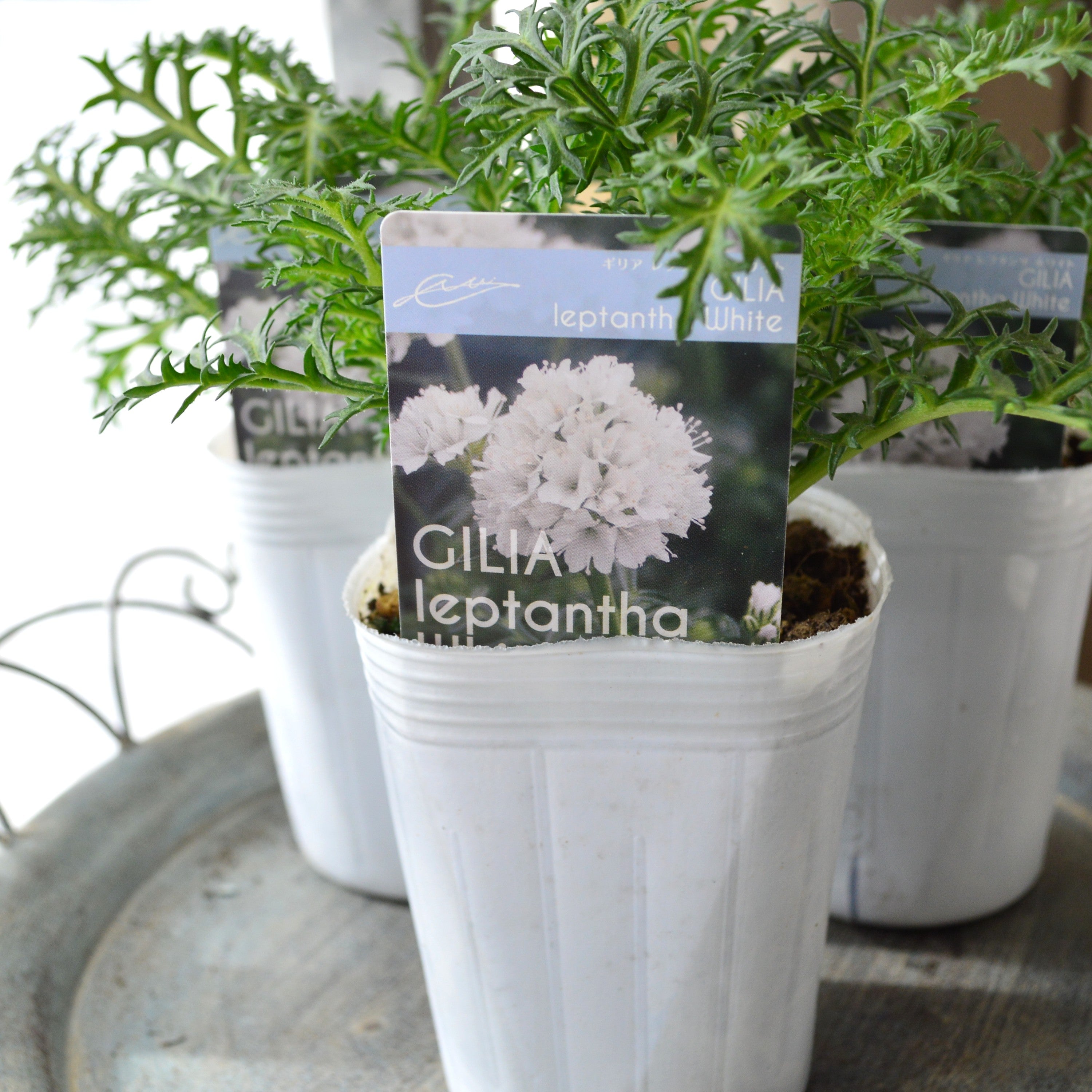 【美しい】 ギリア 『レプタンサ・ホワイト』 植え込み用　　3寸POT