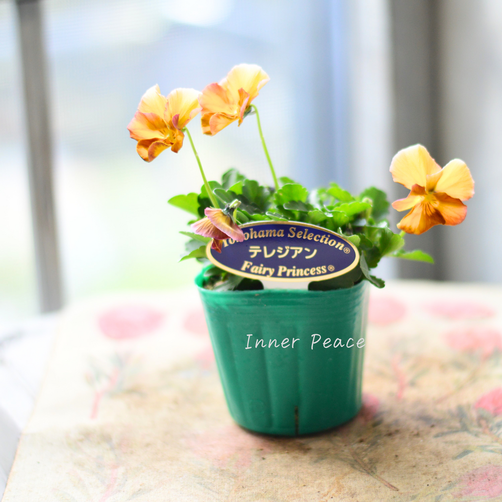 RYU❤️ビオレッタ❤️ ときめきビオラ❤️横浜セレクション6点 RYU様専用❤️ビオレッタ❤️ ときめきビオラ❤️横浜セレクション6点