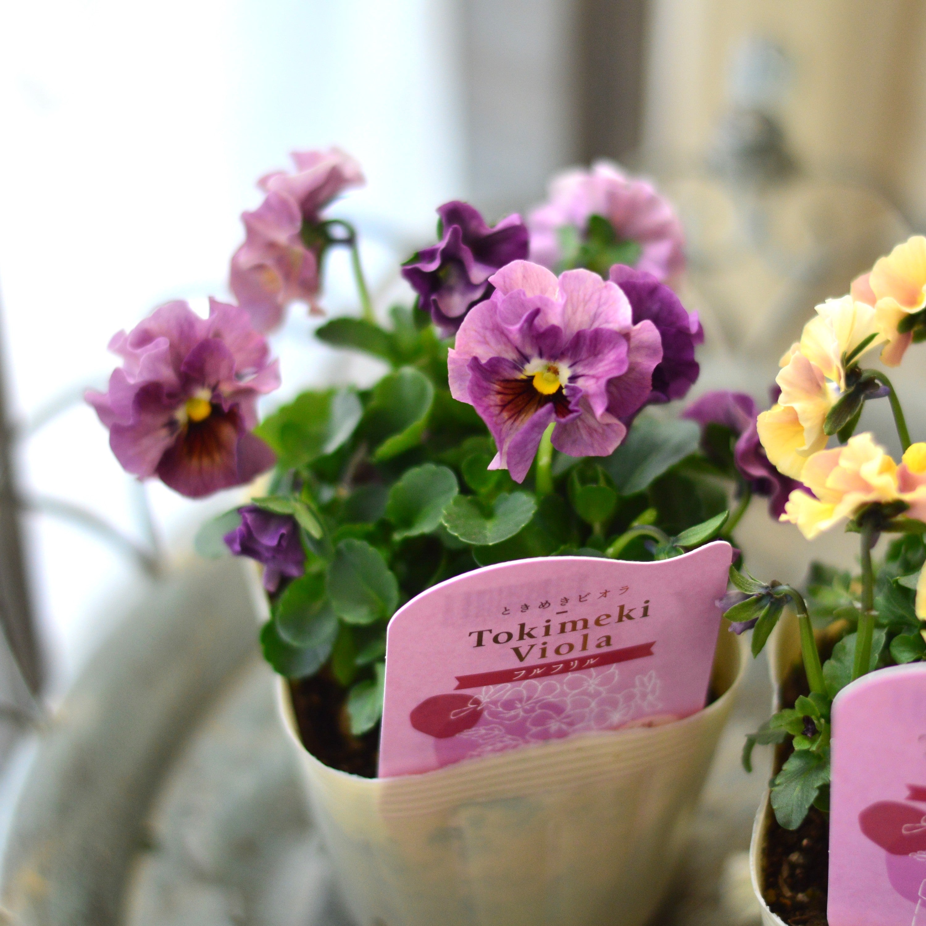 【奥田園芸さん】 ときめきビオラ　『フルフリル』　3.5寸POT