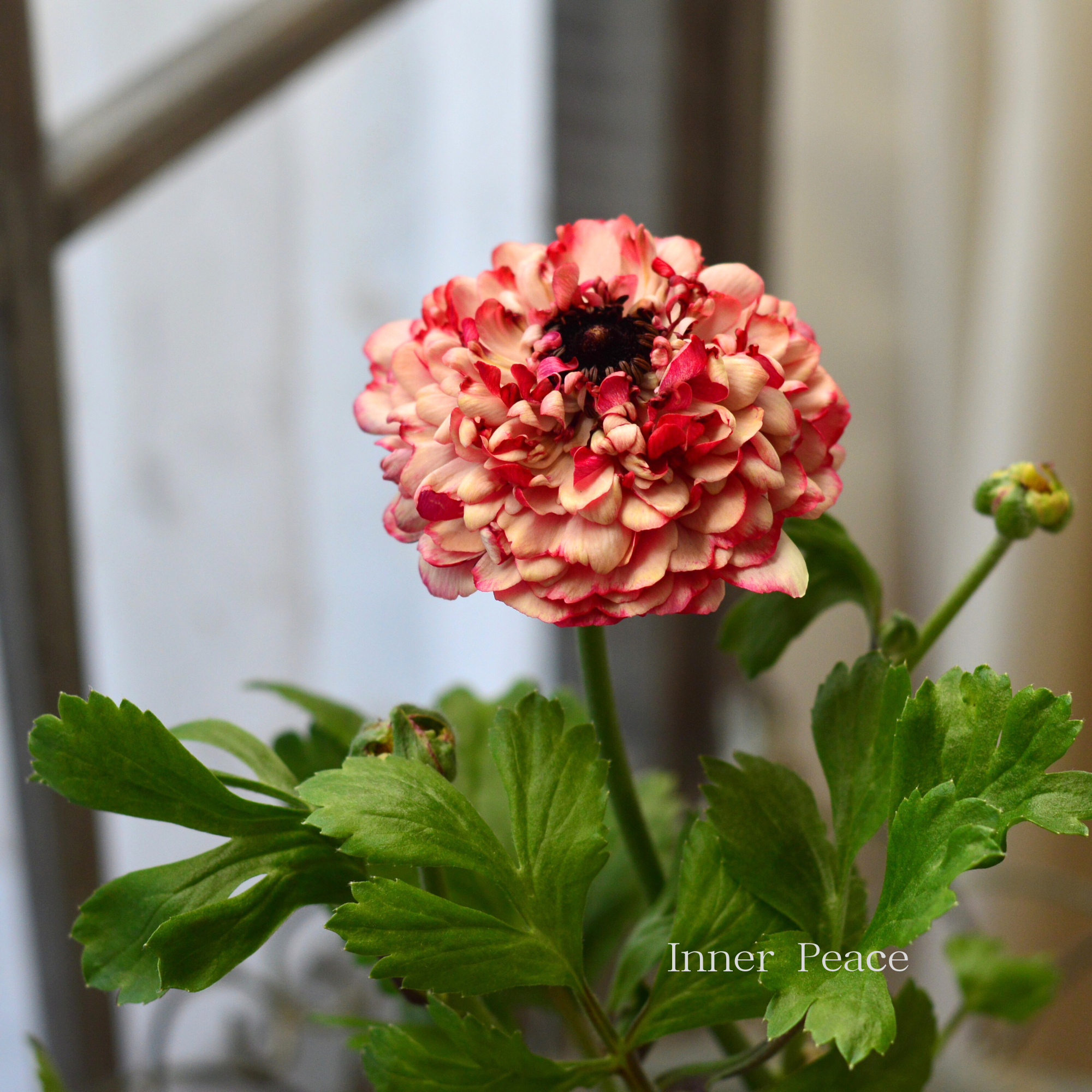 【豪華】 ラナンキュラス （ミックス）『クリーム×レッド系』　3.5寸ロングPOT