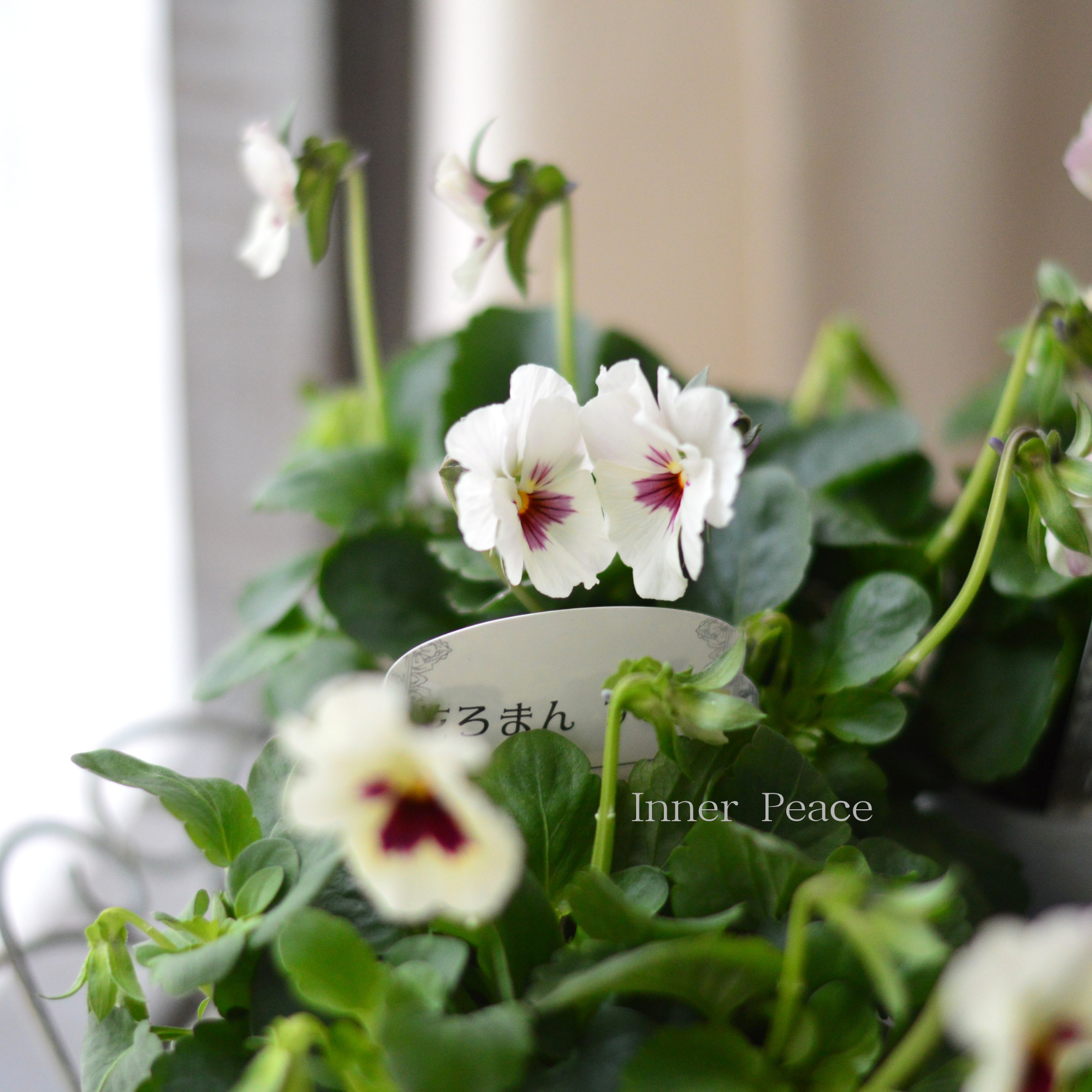 【かわいい】 パンジー　すみれ 花ろまん『雪うさぎ』　　3.5寸POT