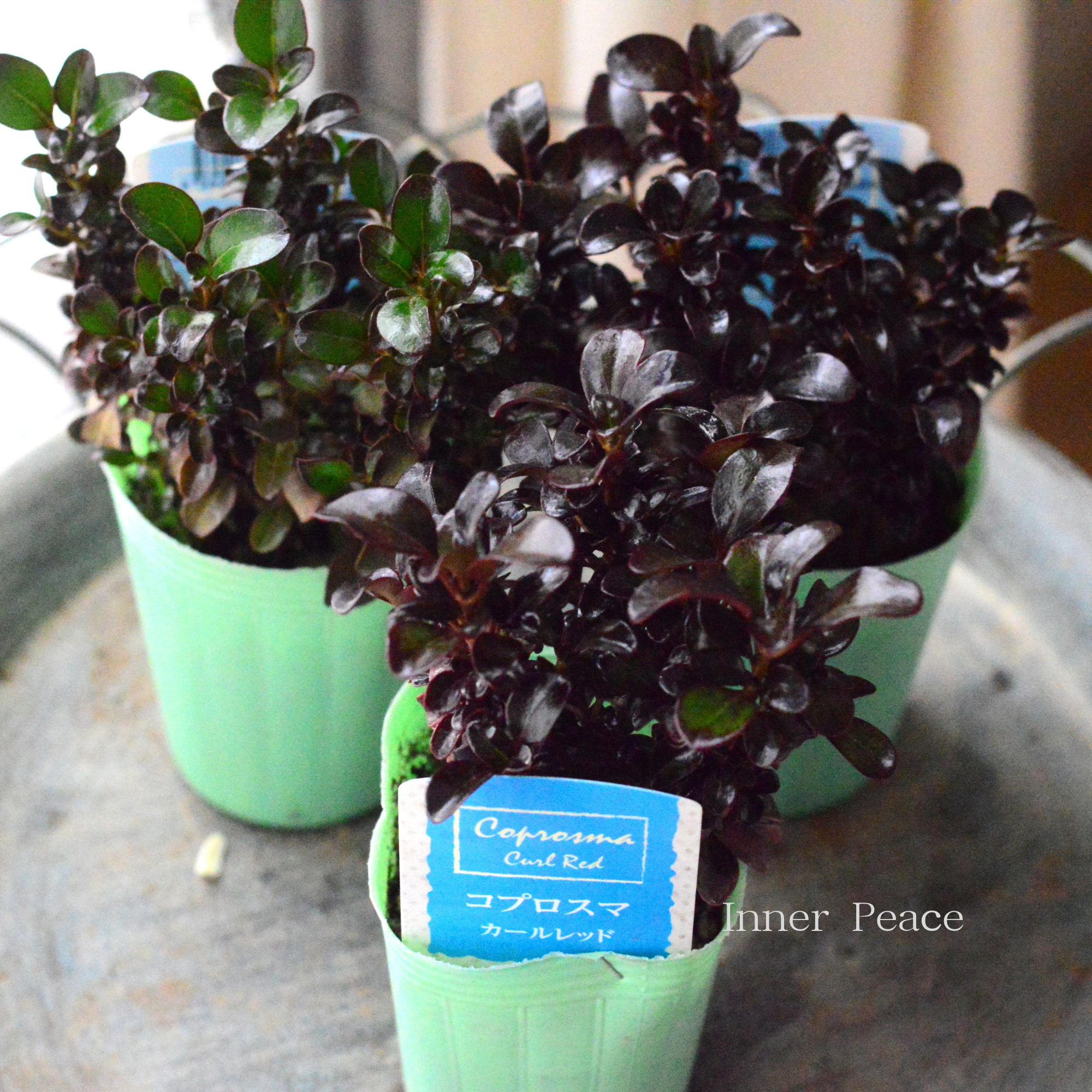 【寄せ植えに】 コプロスマ　『カールレッド』　2.5寸POT