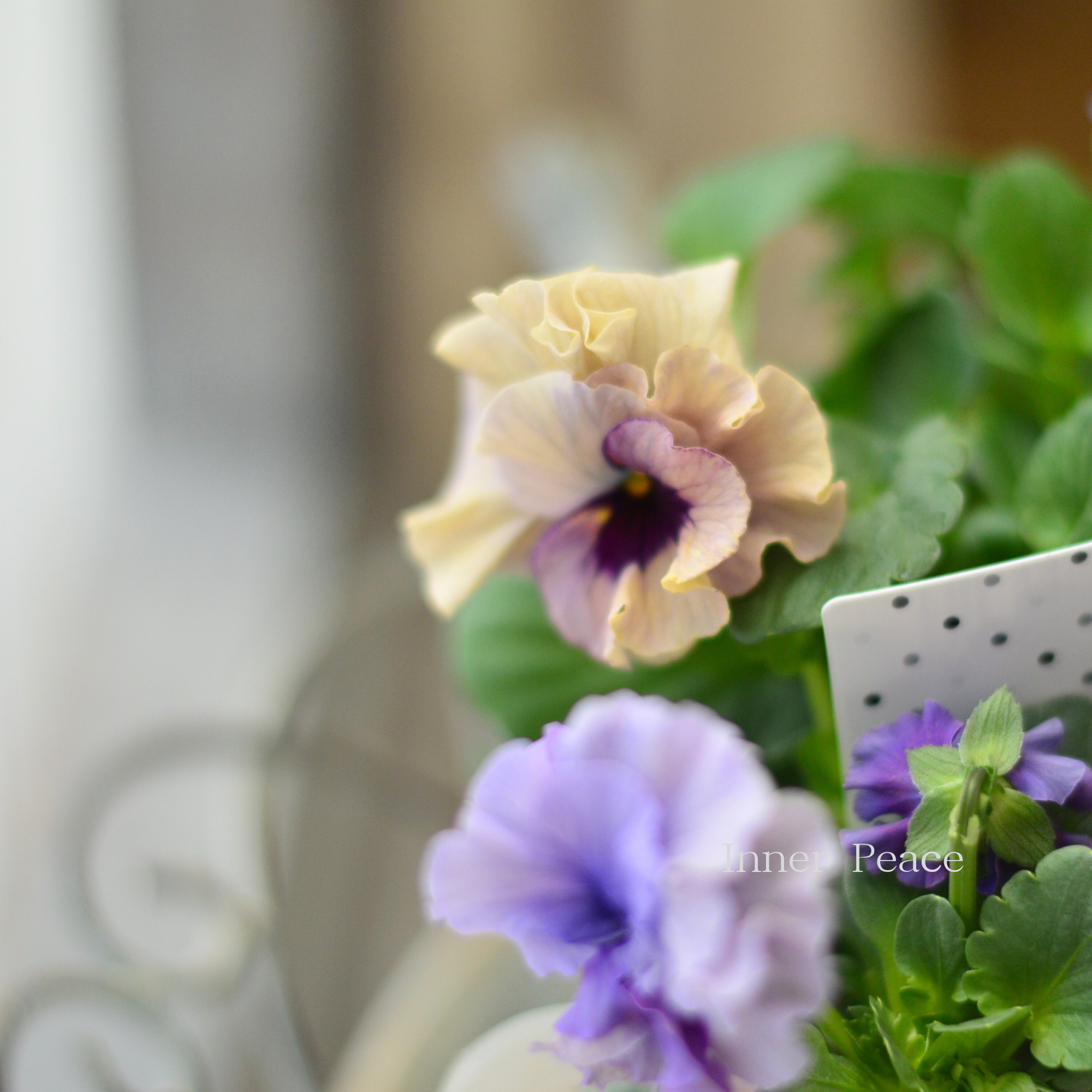 【八重咲き】 北島園芸さんのビオラ　『ふんわりフリル』　3.5寸POT