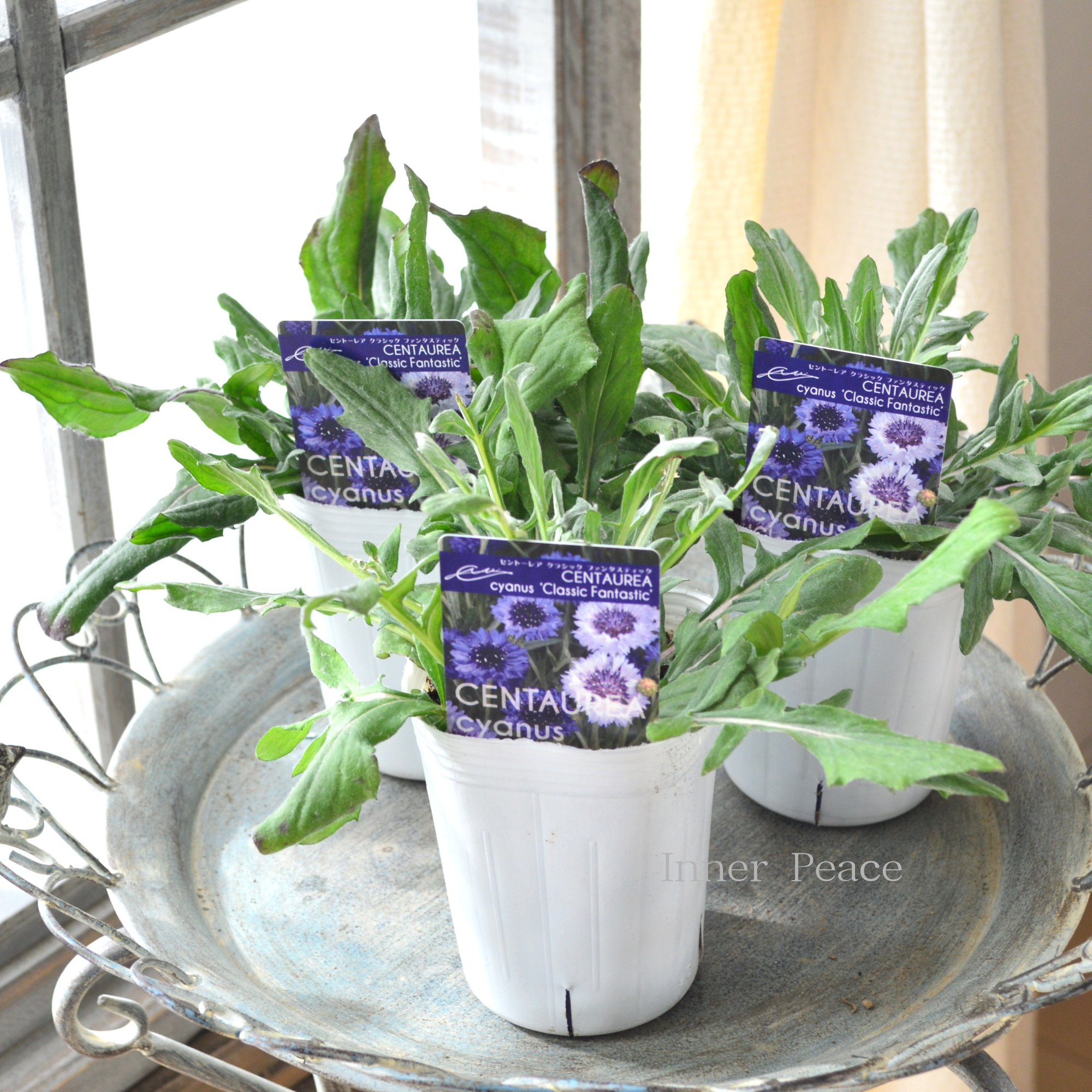 【寒さに強い】 セントーレア（矢車草） 『クラシックファンタスティック』植え込み用　3寸POT