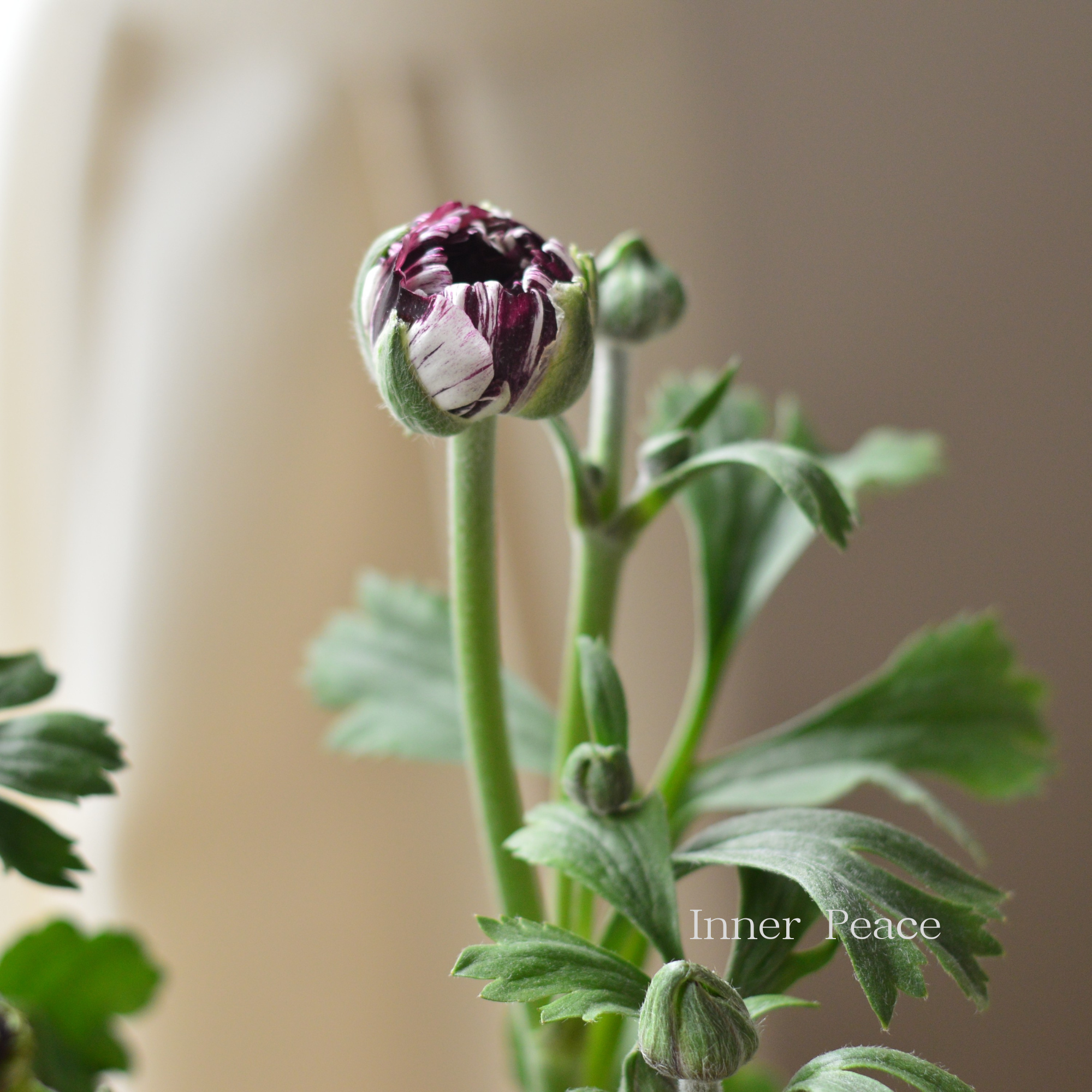 綾園芸さん育種】 ラナンキュラス 『イカロス・パープル系』 3.5寸