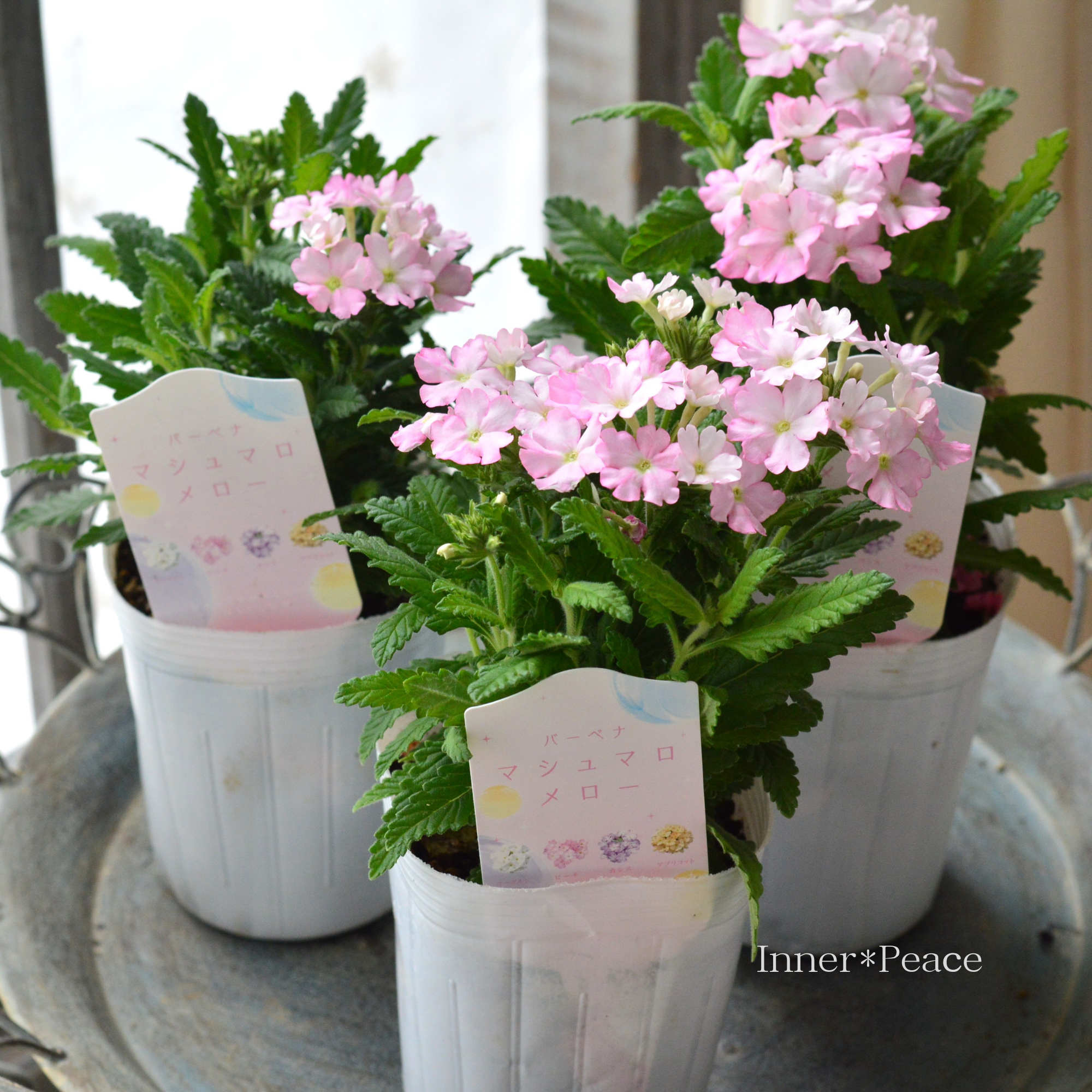 【かわいい】 バーベナ 『マシュマロメロー・ピーチ』　　3寸ロングPOT