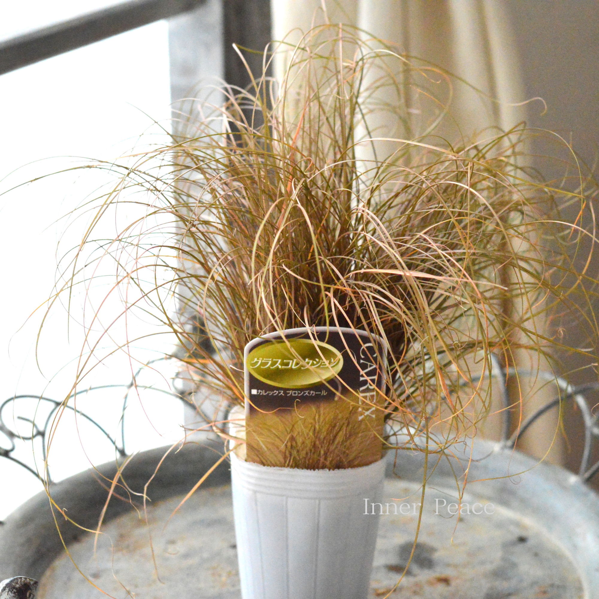 【オシャレ】 カレックス　『ブロンズカール』　　2.5寸POT