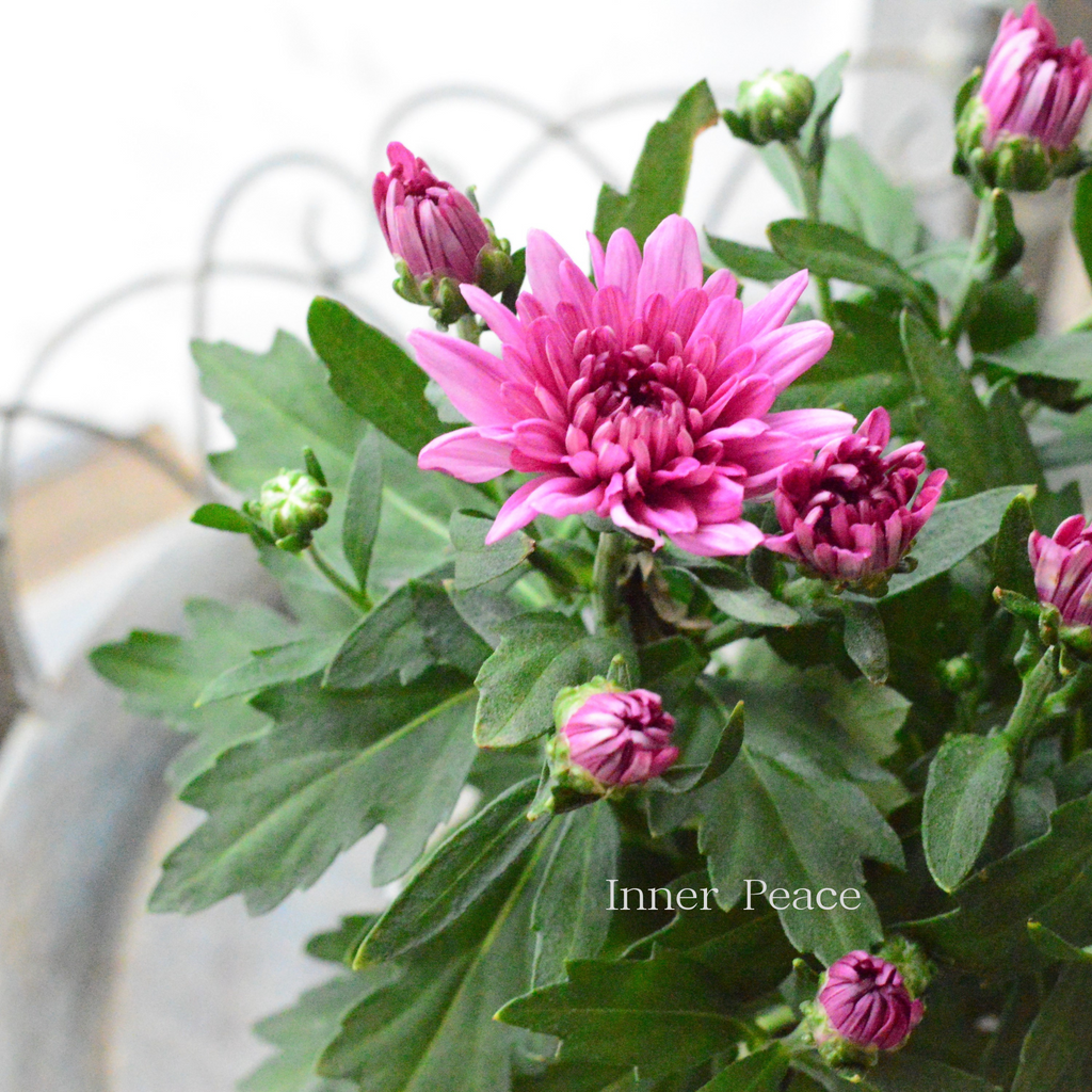 本日ラスト　新品 classindancewear クラスイン  P ピンク　花 秋の花】 カクテルマム 『クリスタル・ピンク系』 3寸ロングPOT