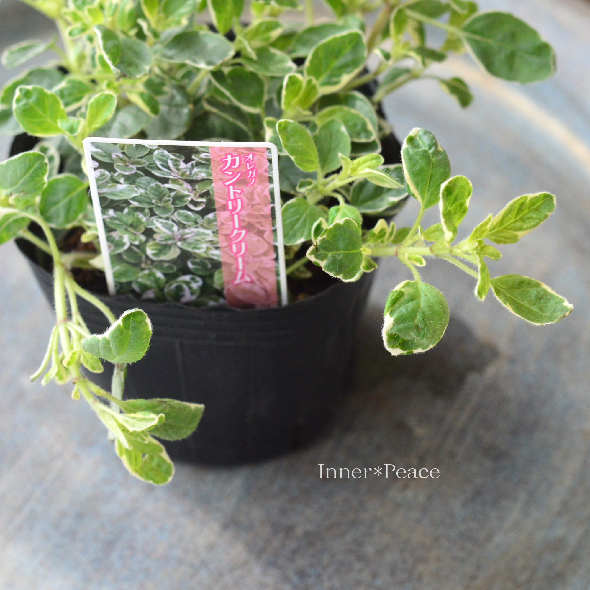 【斑入り】 オレガノ 『カントリークリーム』　　3寸POT