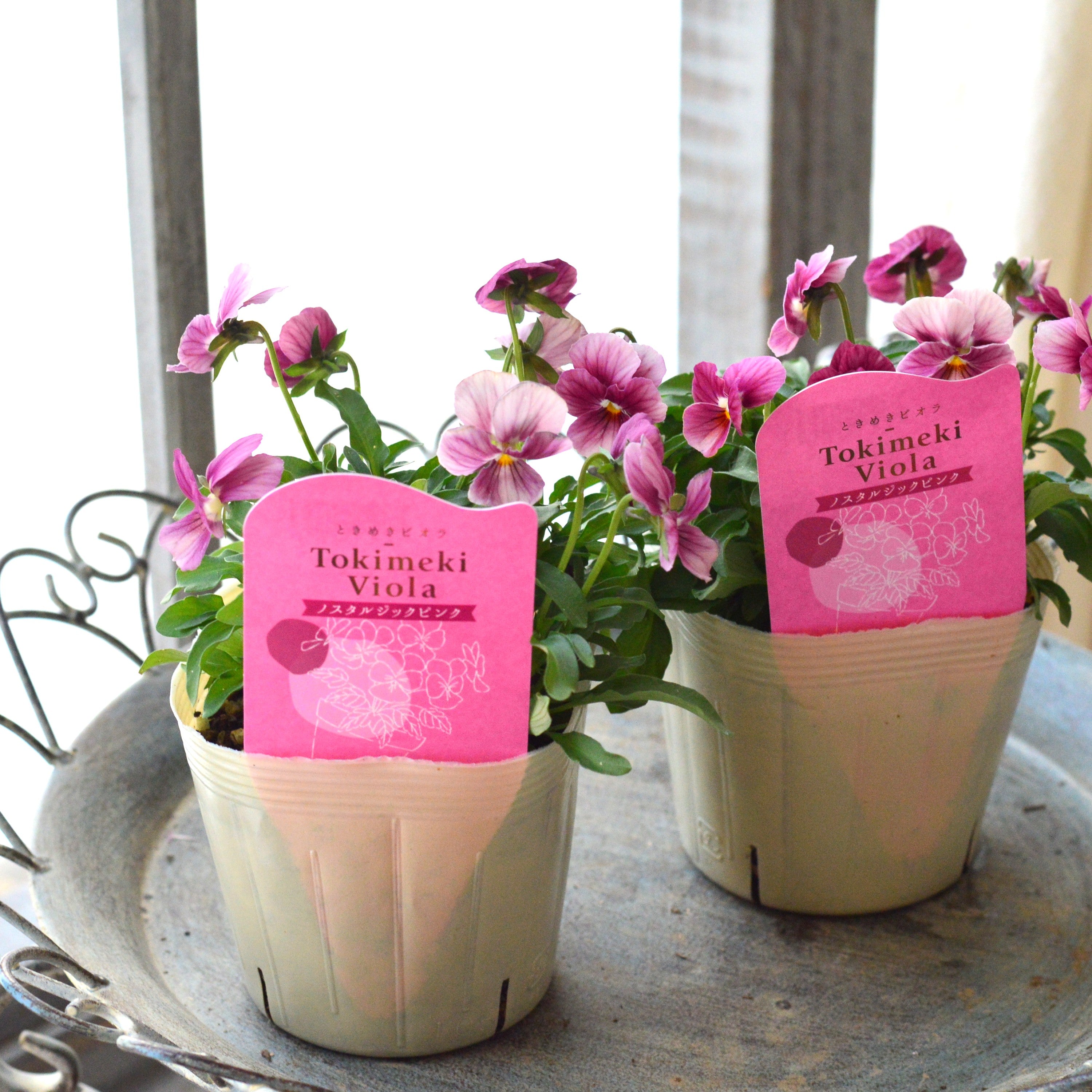 【奥田園芸さん】 ときめきビオラ　『ノスタルジックピンク』　3.5寸POT