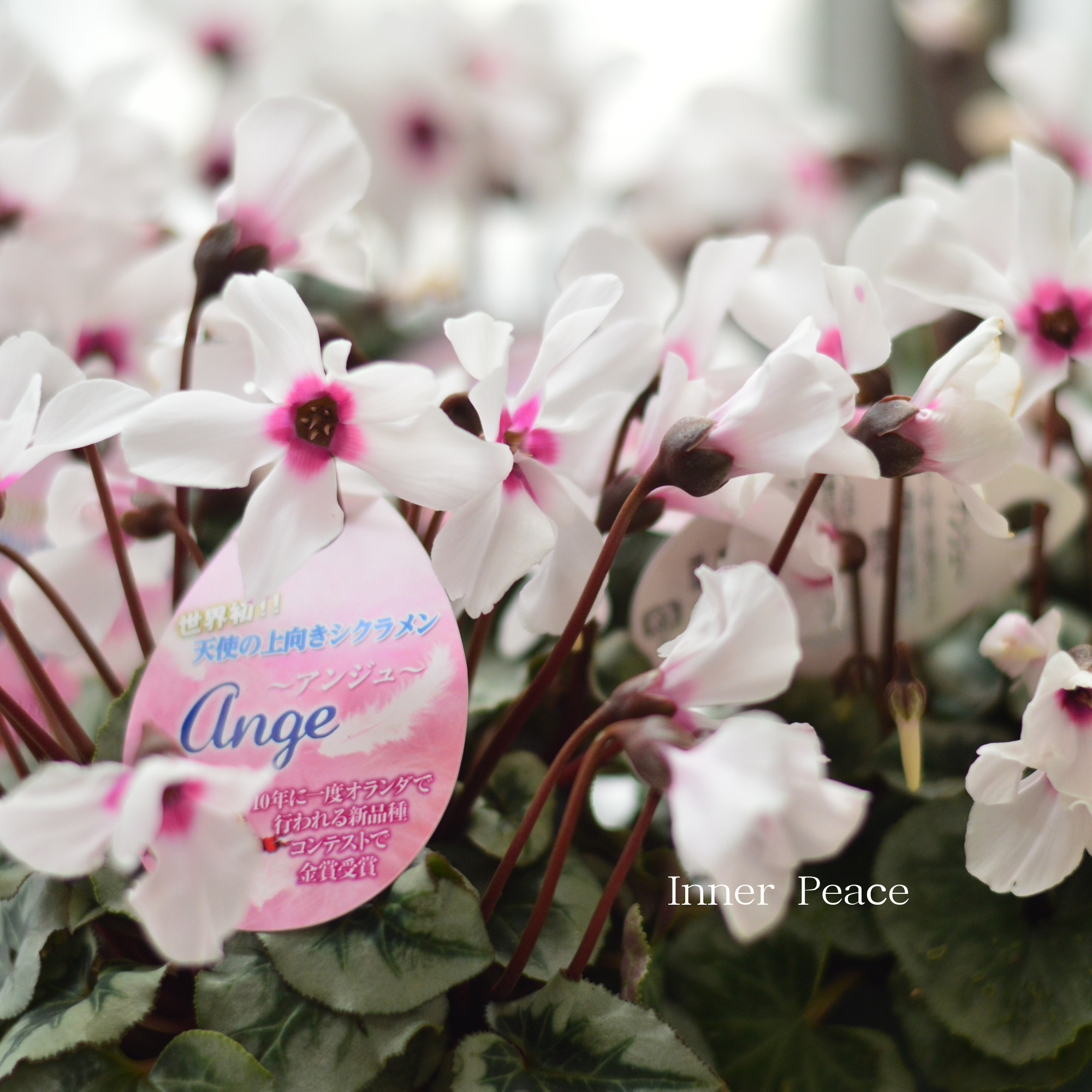 【大栄花園さん】 ミニシクラメン　『ange～アンジュ～』　 2.5寸硬質POT