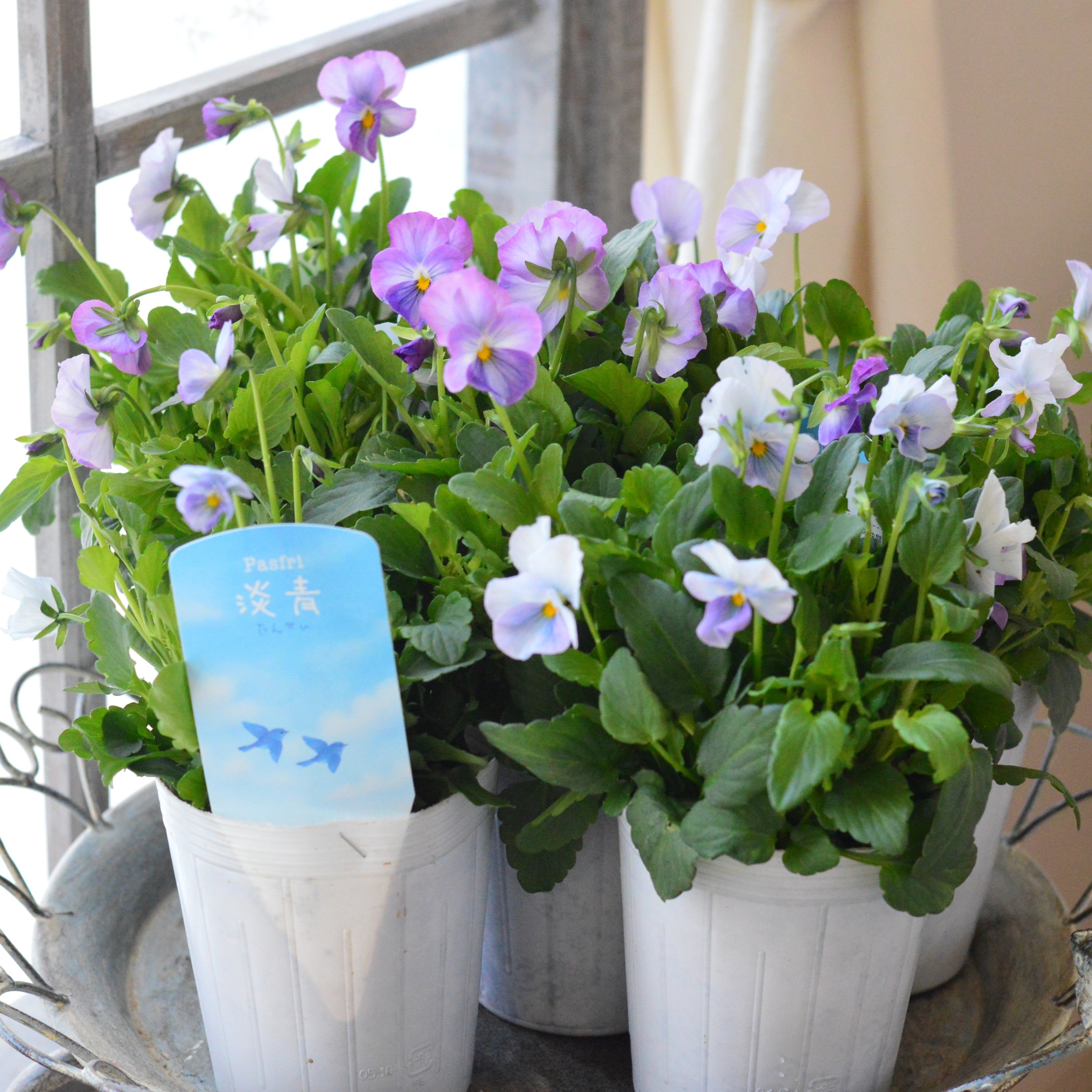 【人気】 ビオラ　『パステルフリル・淡青』　C　3寸POT