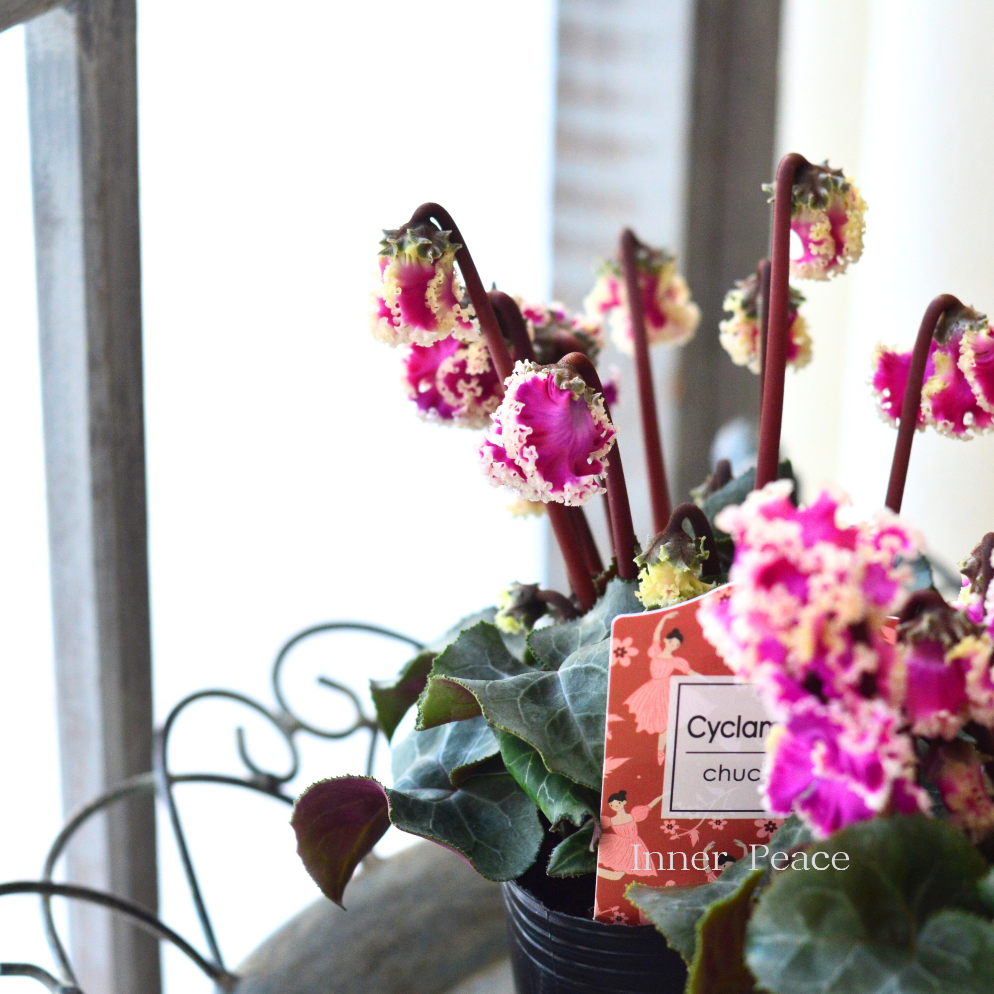 【麻野間園芸さん】 シクラメン　『チュチュバレリーナ』　 　3寸POT