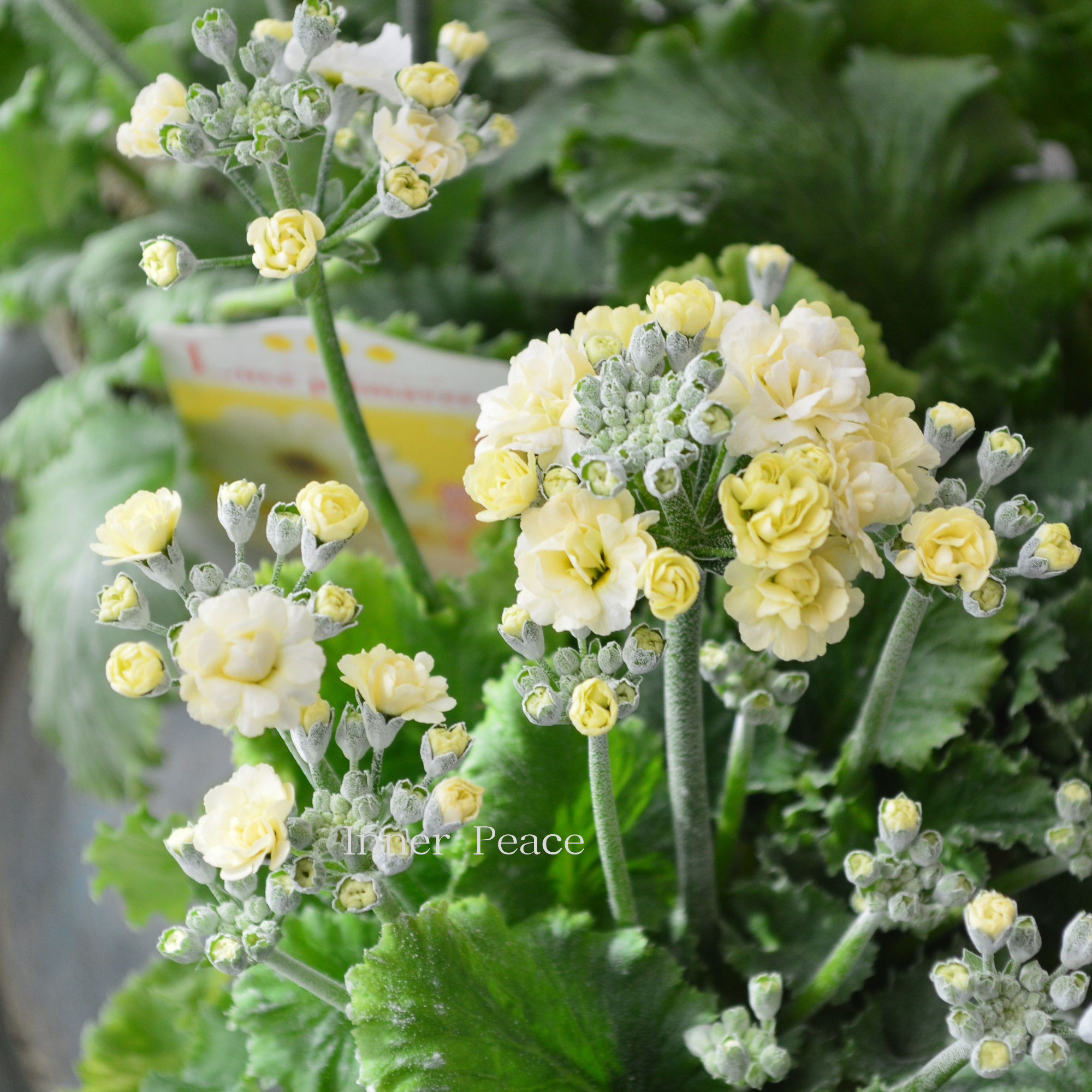 【春色】 プリムラ マラコイデス 『ルーチェ プリマヴェーラ』　　3.5寸POT