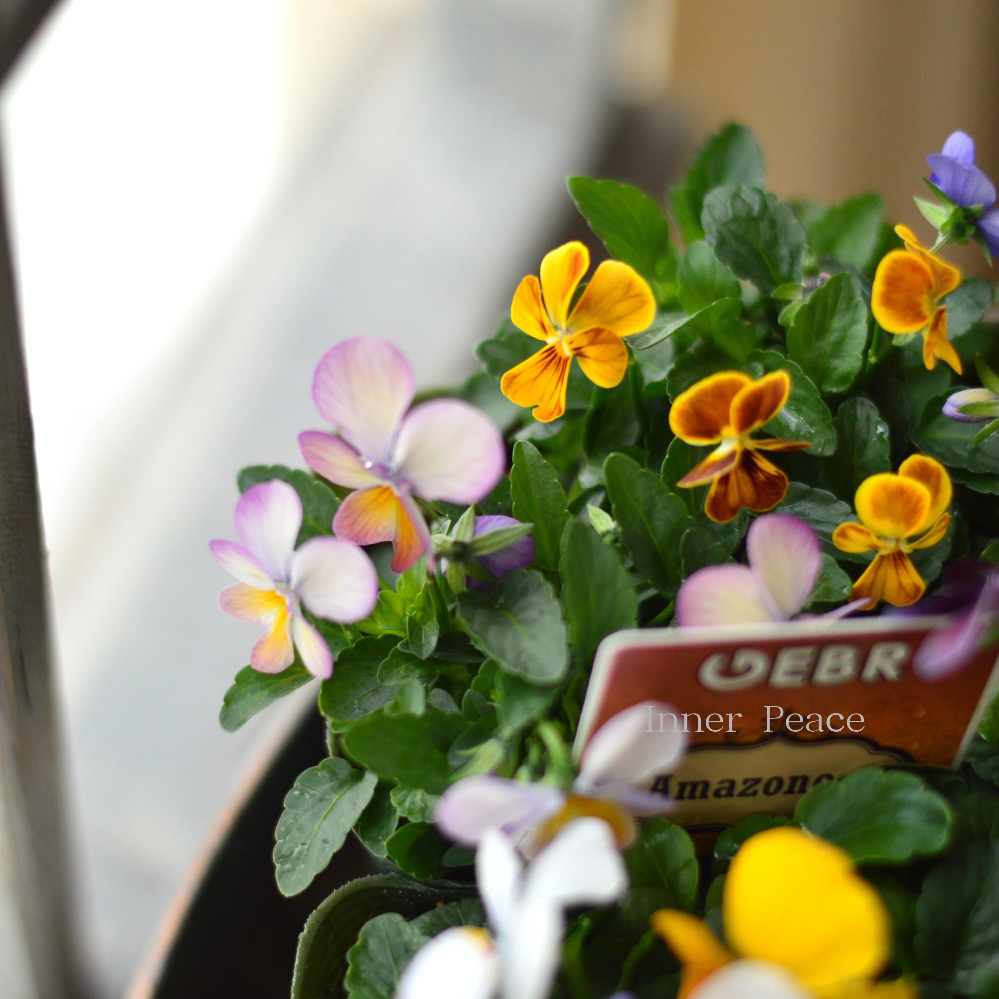 【ゲブラさん】 ビオラ　『アマゾネス』　3.5寸POT