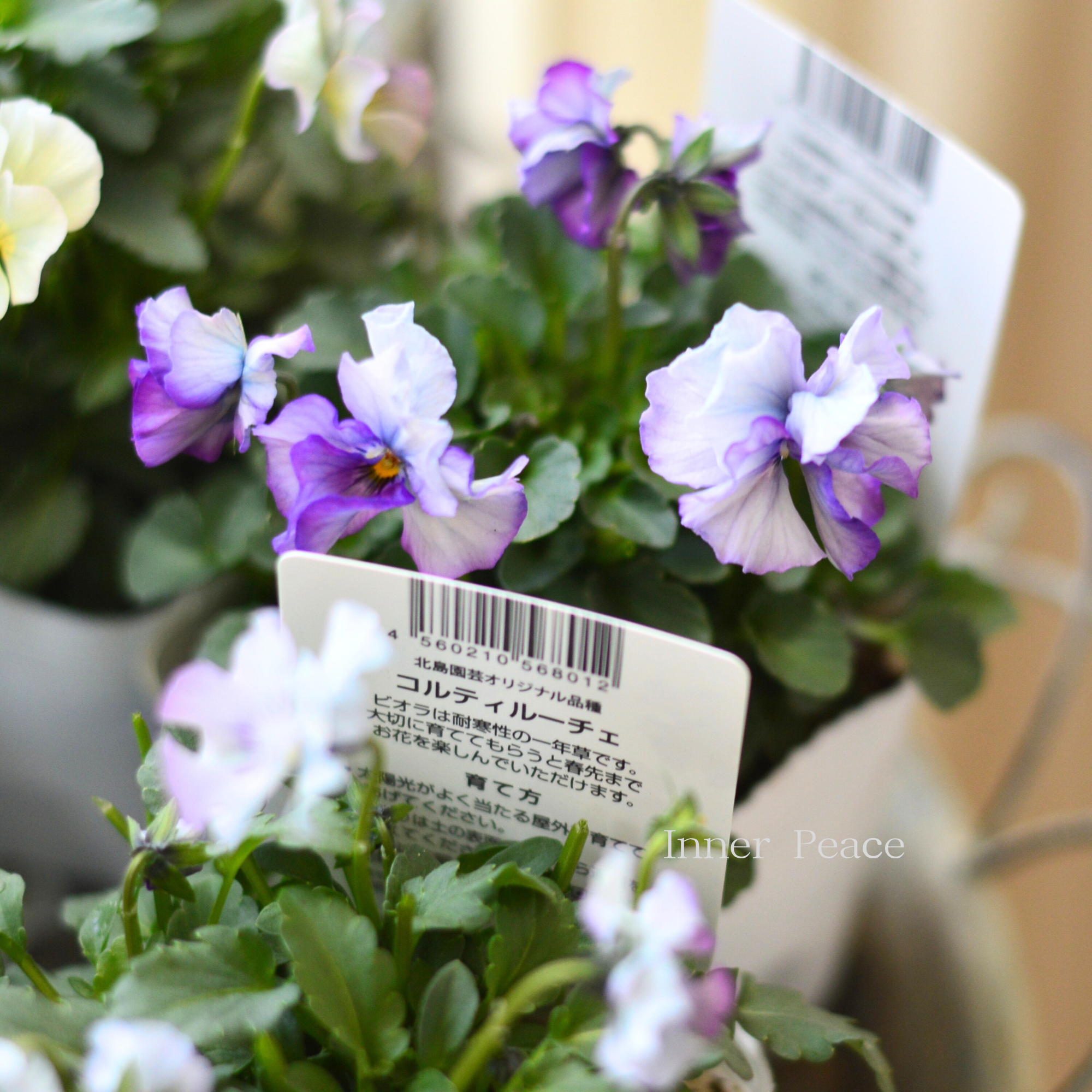 【ステキ】 北島園芸さんのビオラ　『コルティルーチェ・ブルー系』　3.5寸POT
