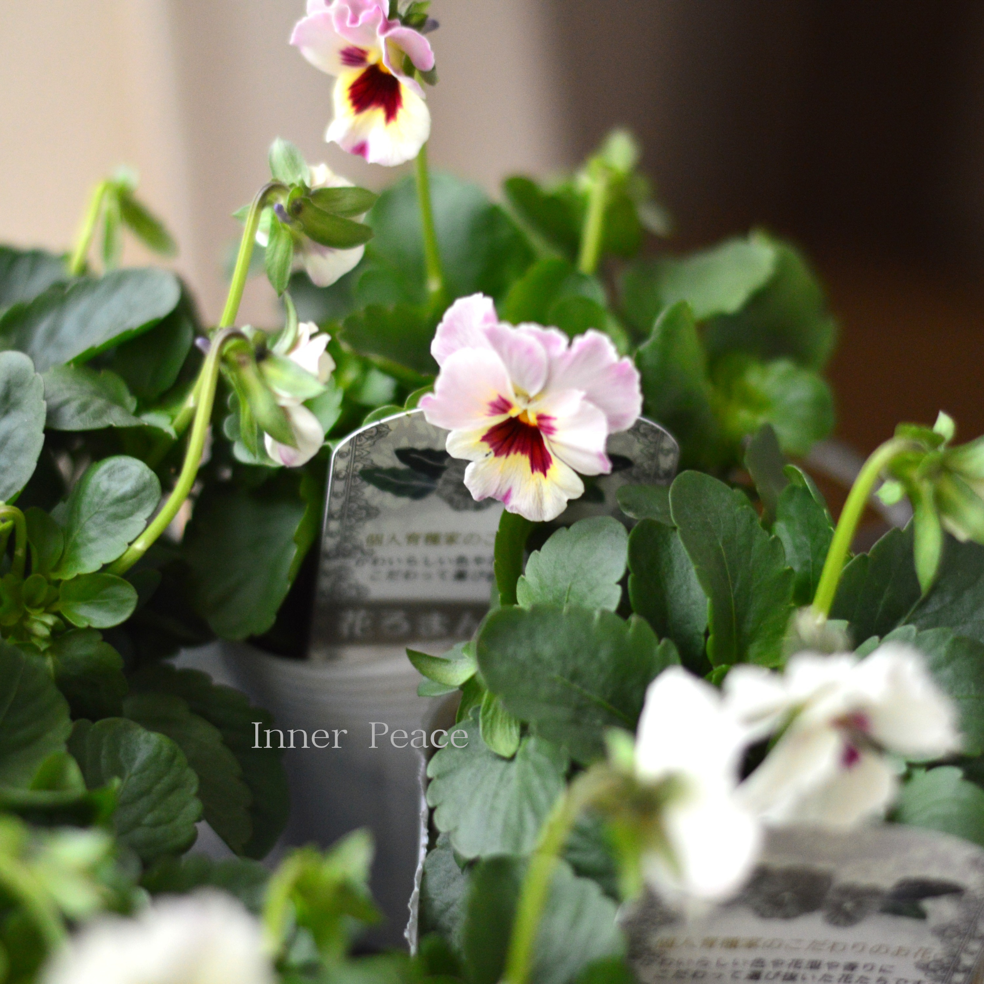 【かわいい】 パンジー　すみれ 花ろまん『雪うさぎ』　　3.5寸POT