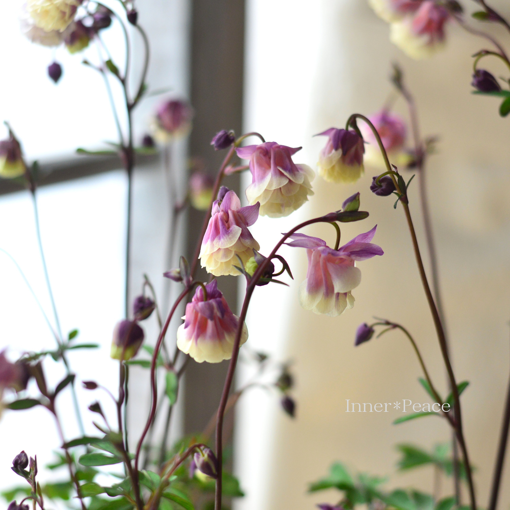 【マツバラフラワーファームさん】 姫オダマキ 『クロシェット八重・ストロベリークリーム』　3寸ロングPOT