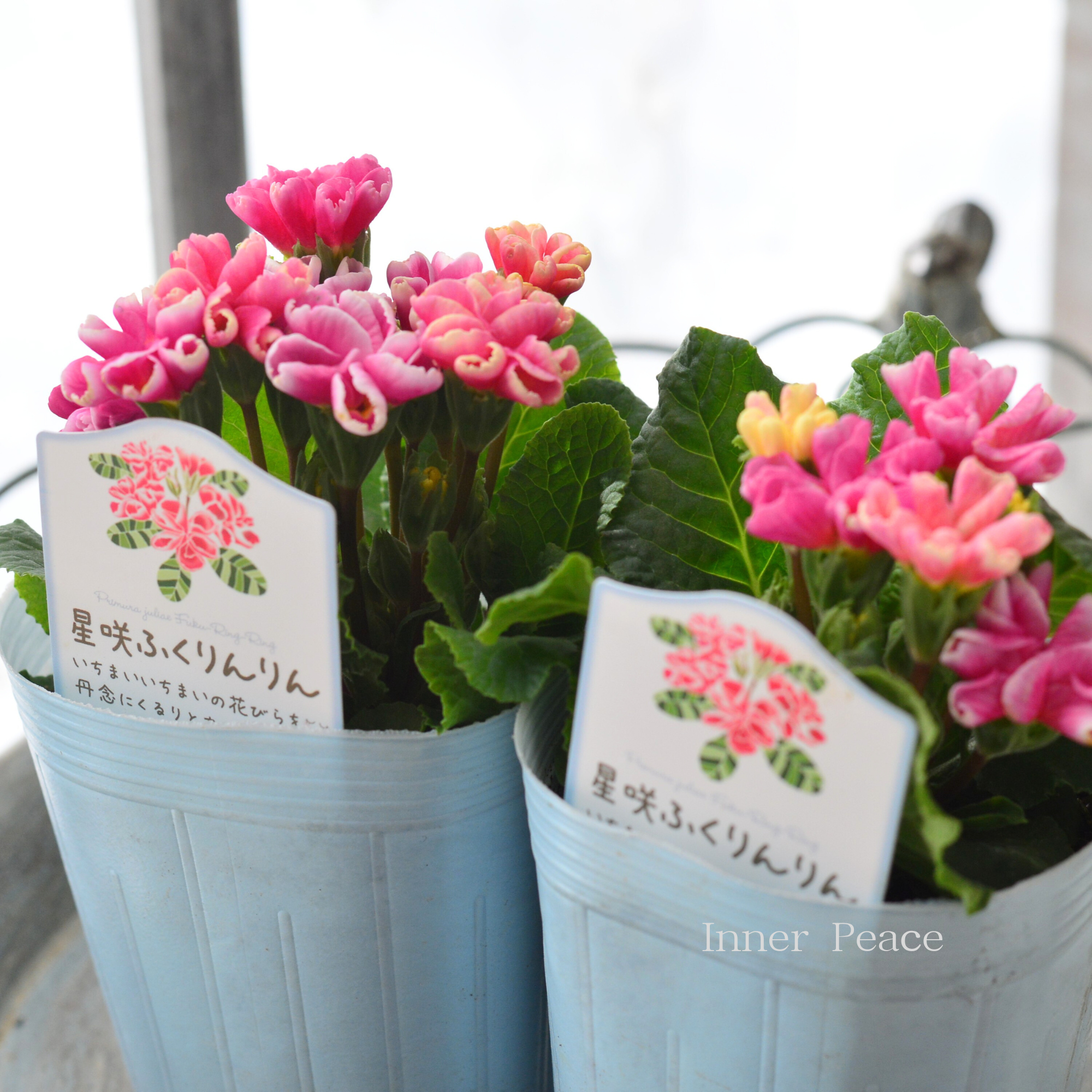 個性的】 プリムラ 『星咲き・ふくりんりん 3』 3寸ロングPOT