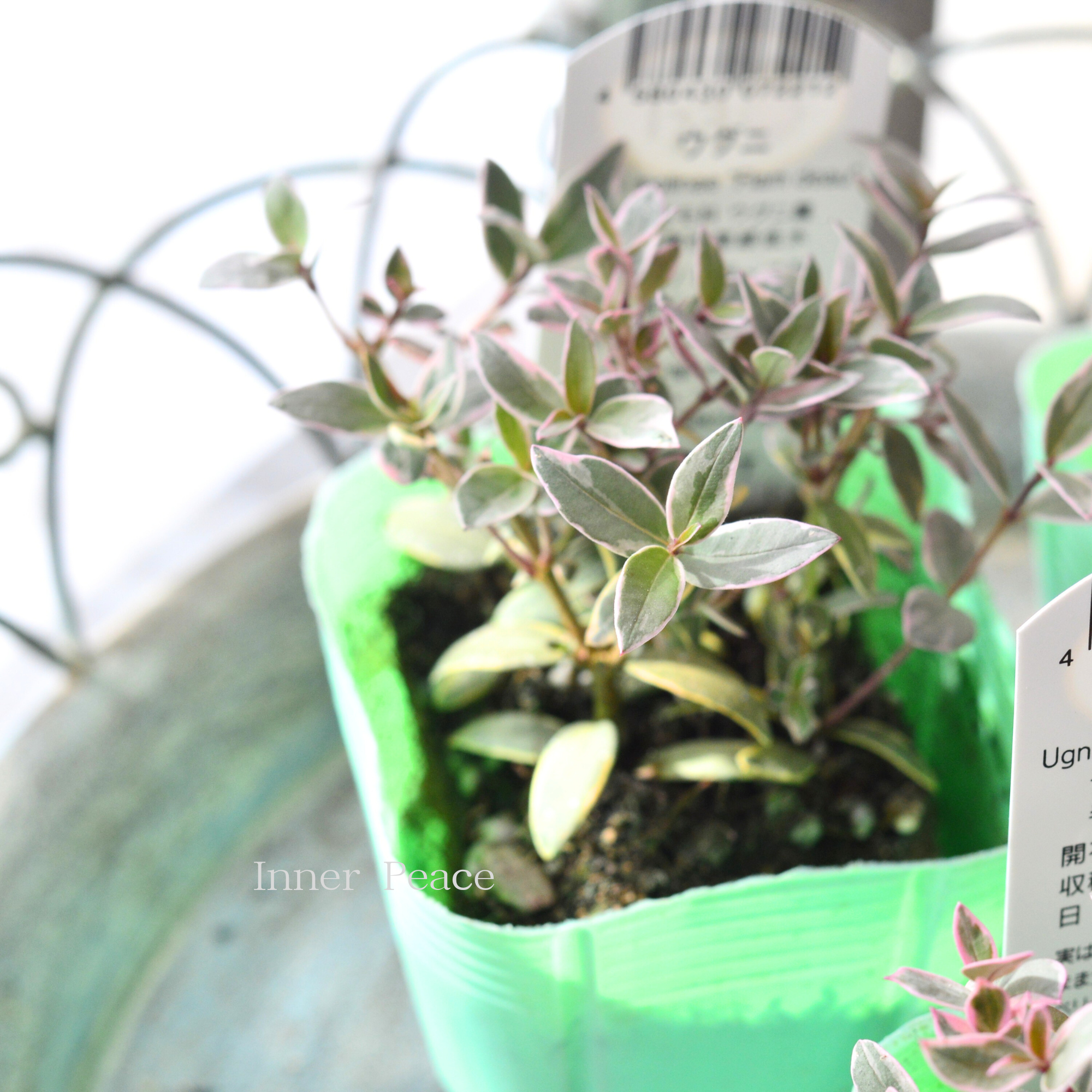 【寄せ植えに】 ウグニ（チリグアバ）　斑入り　3寸POT