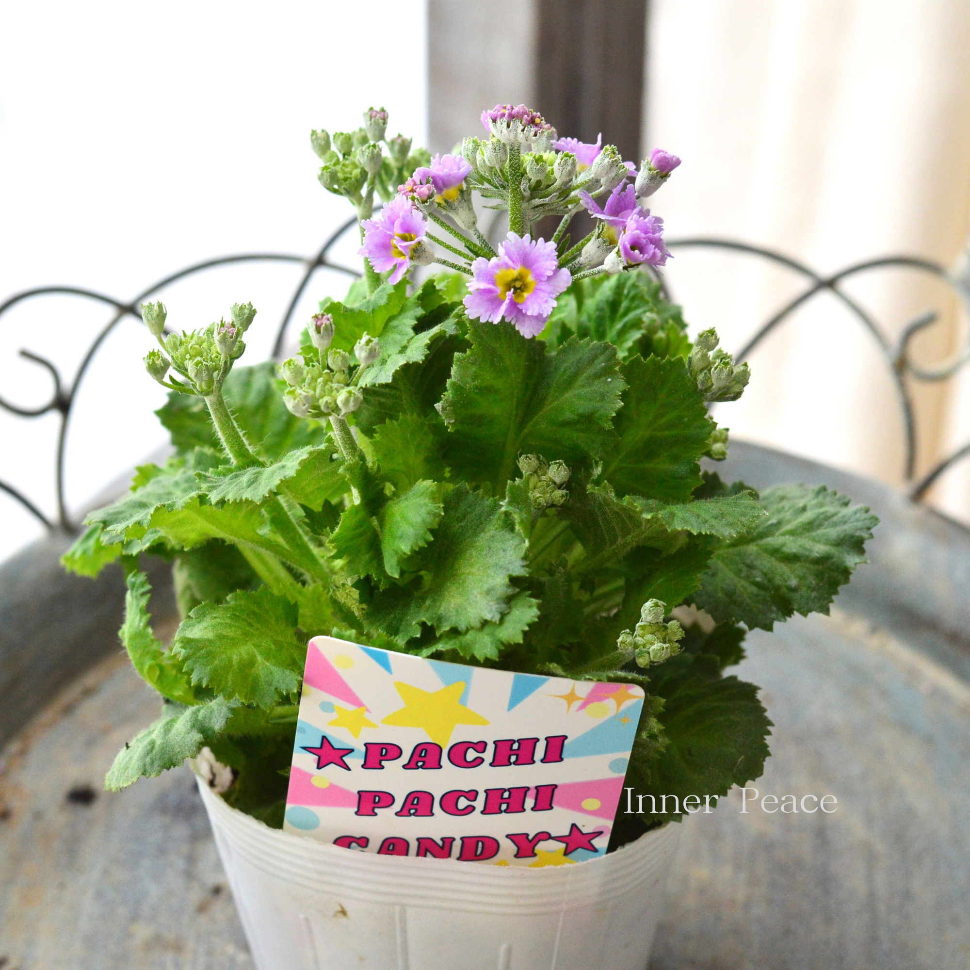 【北島園芸さん】 プリムラ マラコイデス 『パチパチキャンディ・ライトパープル系』　　3.5寸POT