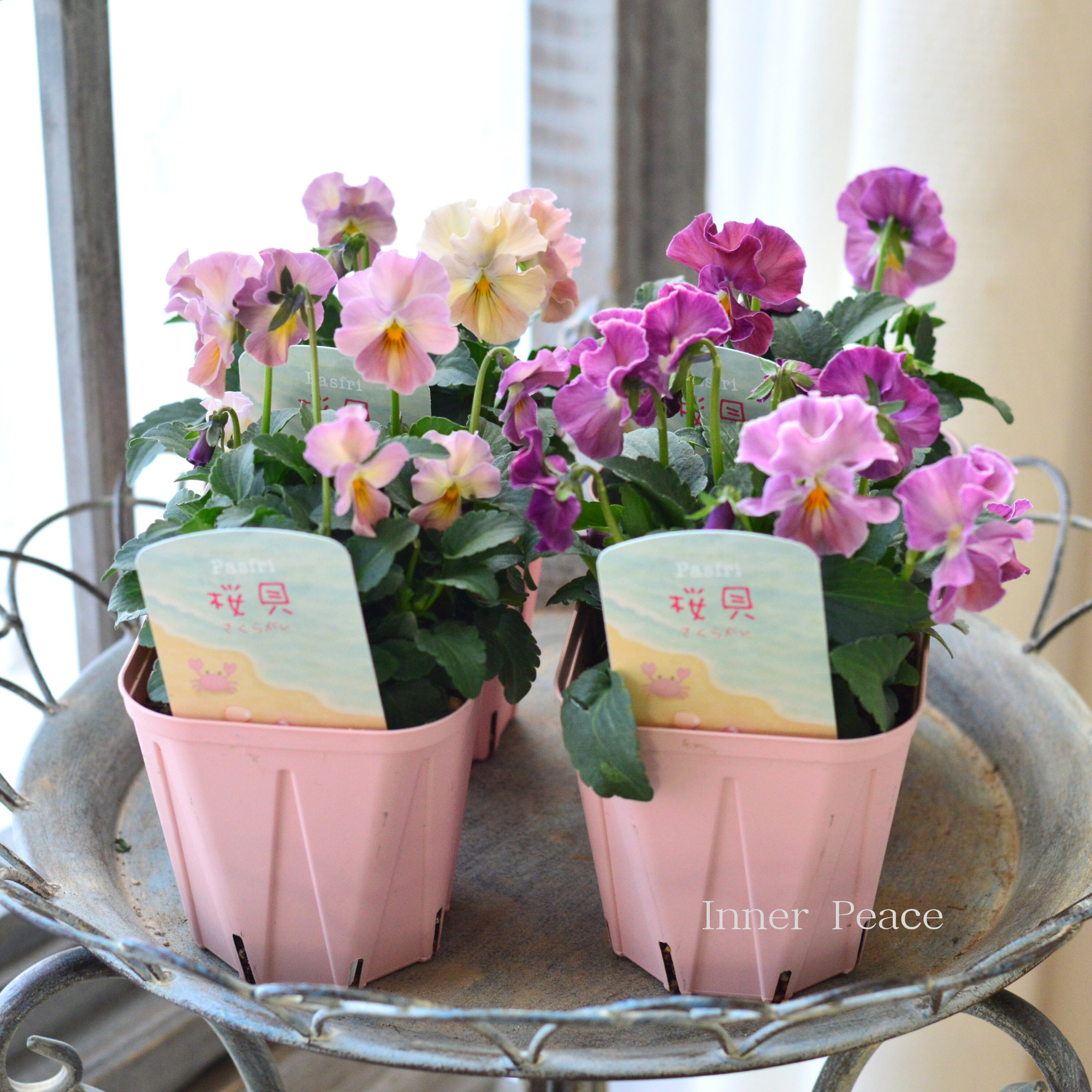 【桂楓園さんオリジナル】 パンジー　『pasfri  ～パスフリ～・桜貝』   3.5寸POT