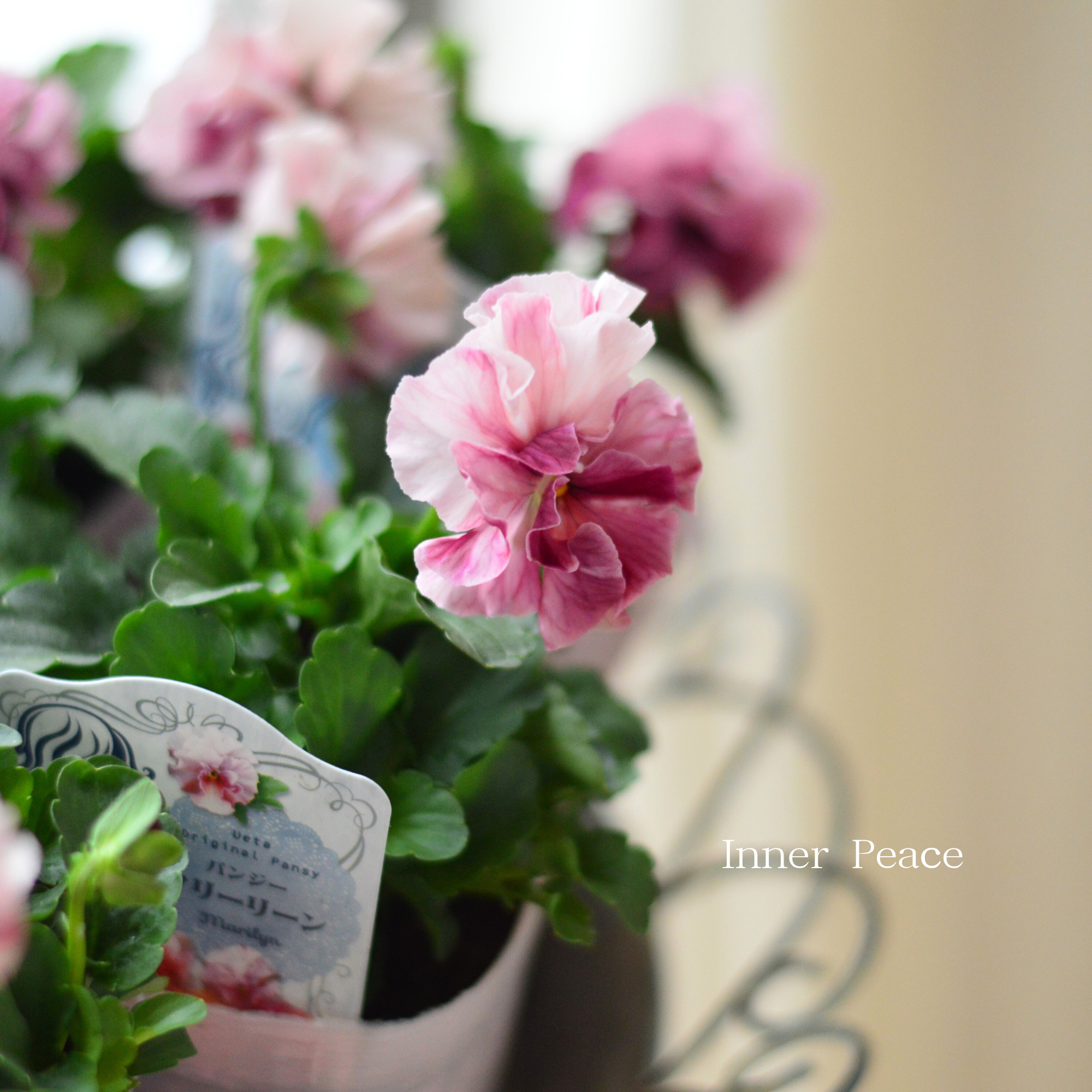 【うえたさん育種】 パンジー 『マリーリーン・C』　3.5寸POT