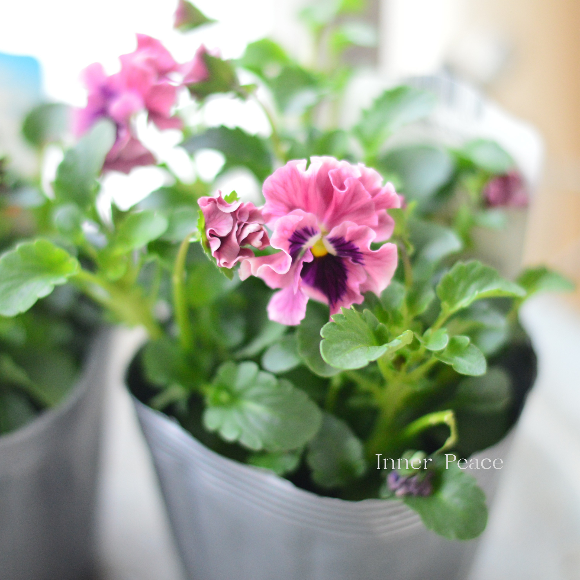 【うえたさん育種】 ミニパンジー　『天の羽衣・ピンク』　3.5寸POT