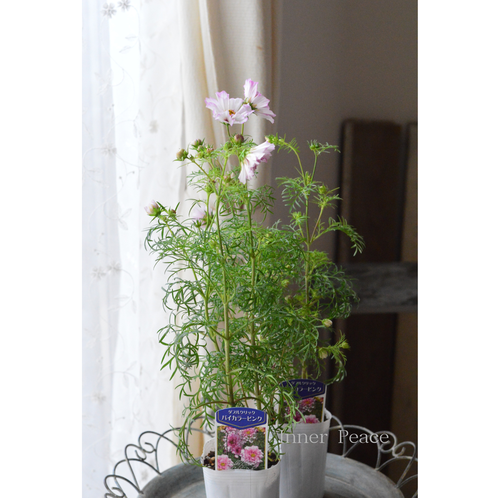 【人気】 コスモス　『ダブルクリック・バイカラーピンク』　　3寸ロングPOT