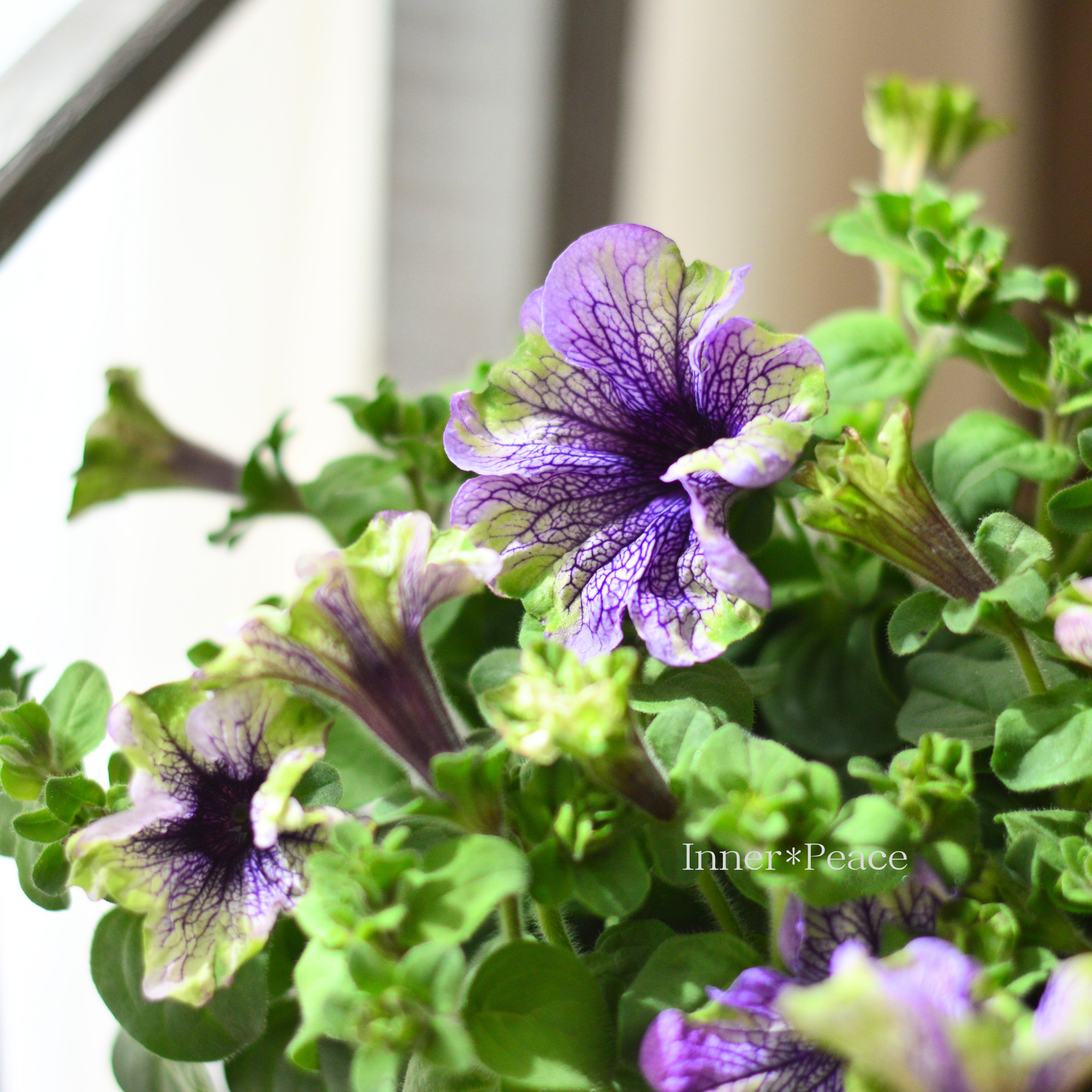 【個性的】 ペチュニア 『アマゾナス・プラムコカトゥー』　４寸POT