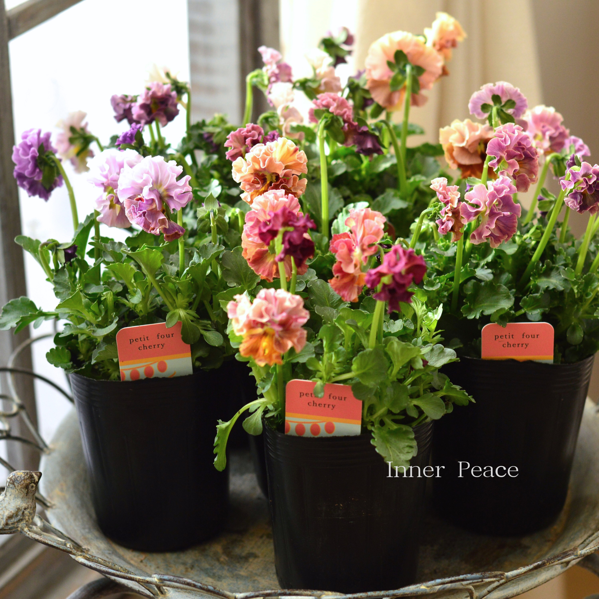 【ハルグリンさん】 ビオラ　『プティフール・チェリー』　　3寸POT