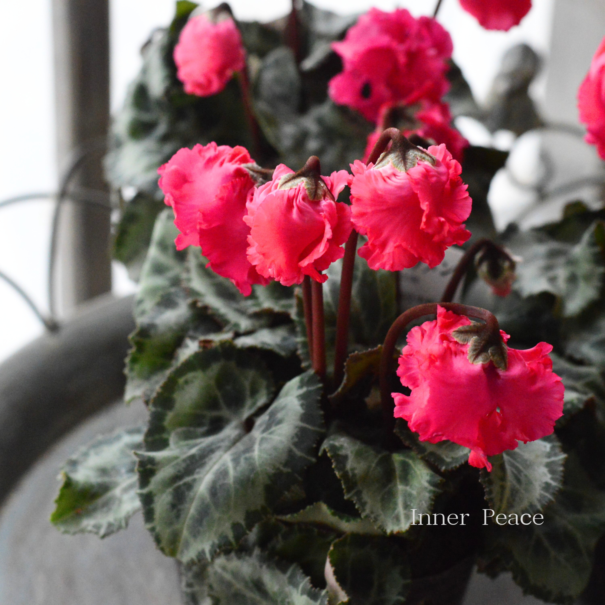 【かわいい】 ミニシクラメン　『クロシェット・ピンク系』　3.5寸POT