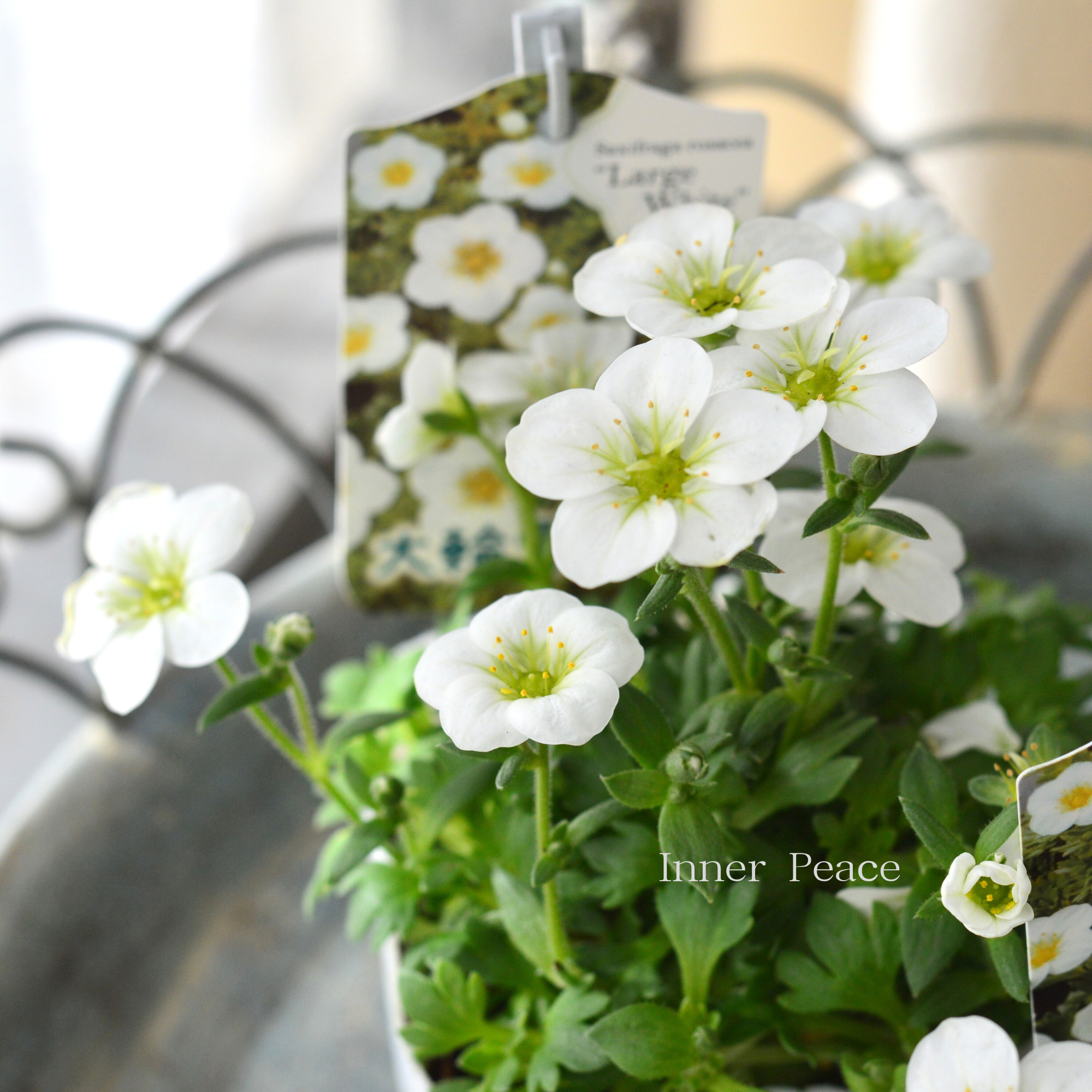 【寒さに強い】 クモマグサ（雲間草）　『ラージタイプ　ホワイト』　　3寸POT